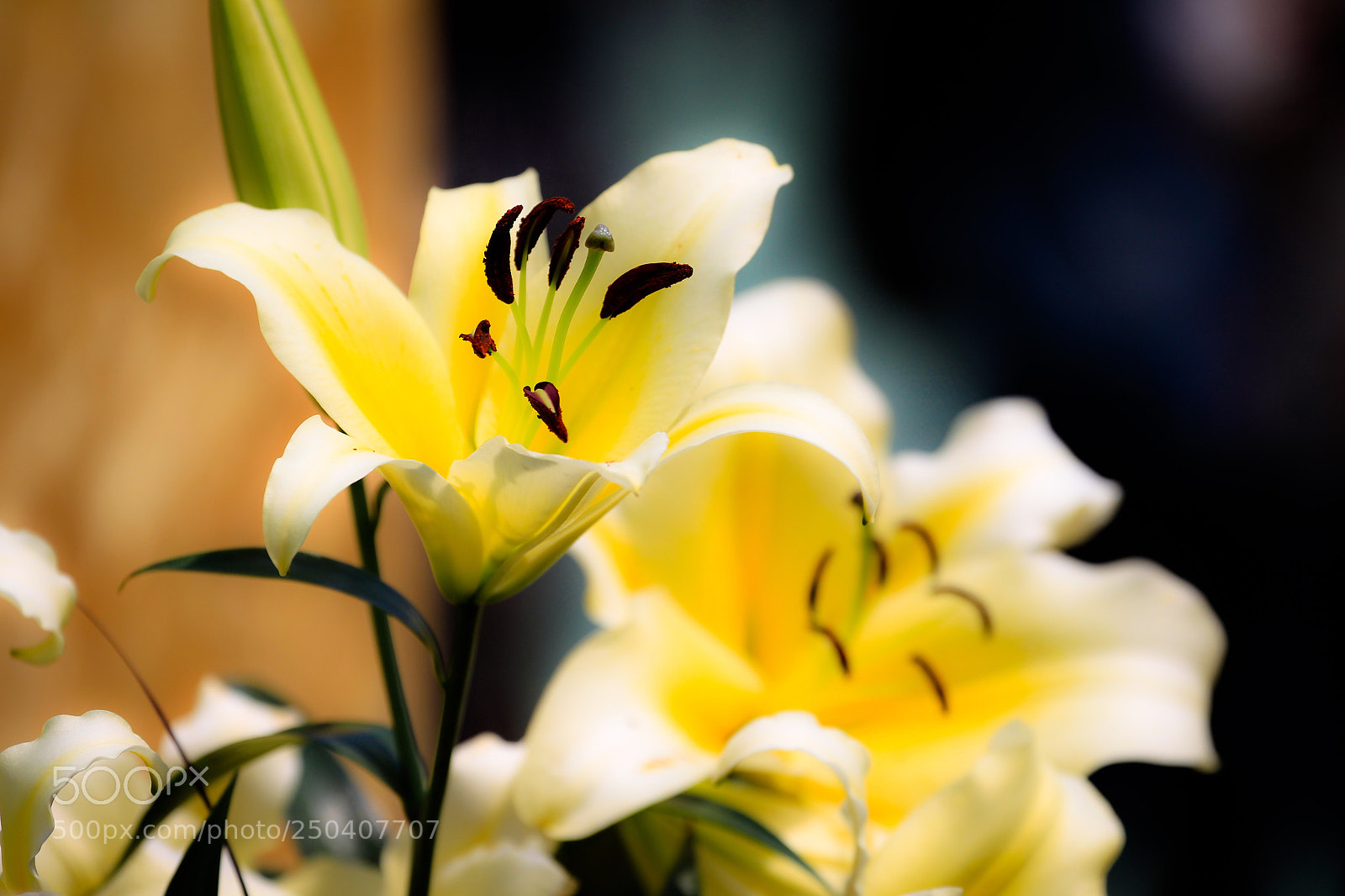 Canon EOS-1D Mark IV sample photo. Untitled photography