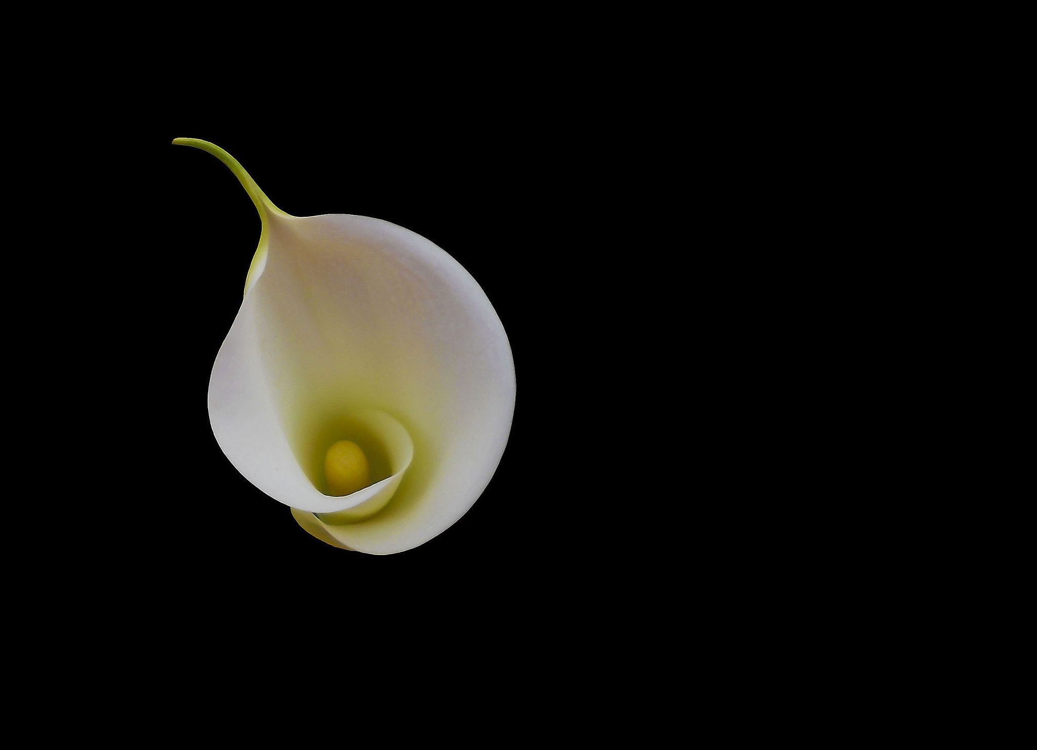 Nikon Coolpix S4000 sample photo. Tenderness photography