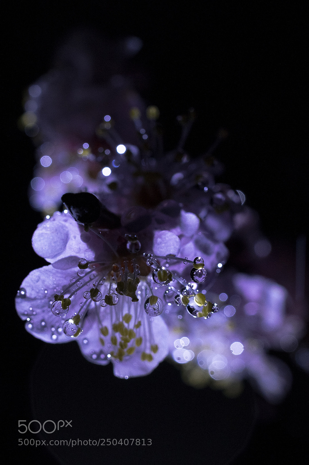 Pentax K-3 II sample photo. The night beauty photography