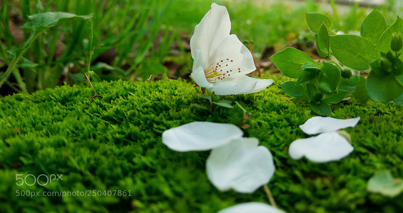 Xiaomi Redmi Note3 sample photo. Untitled photography