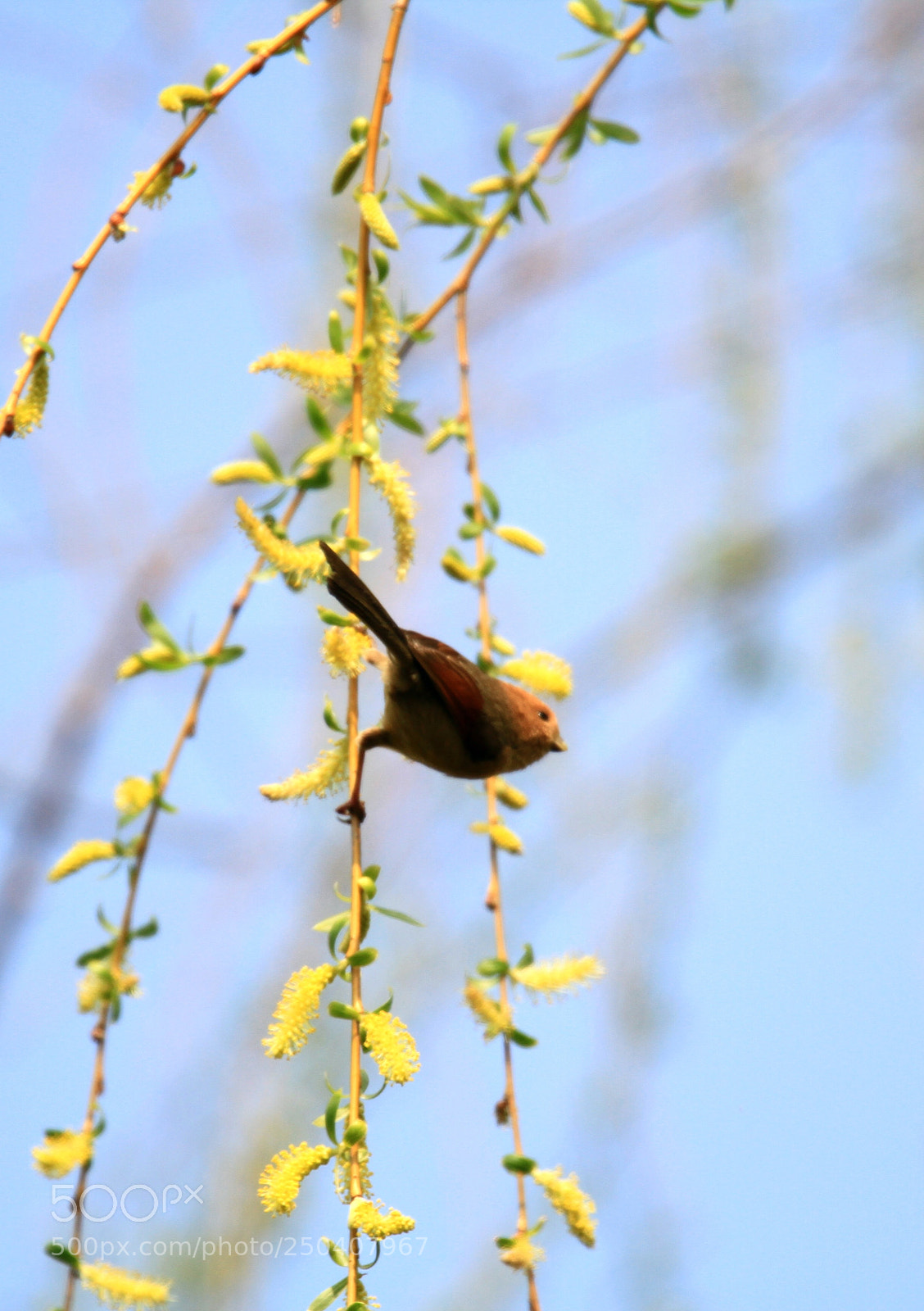 Canon EOS 7D sample photo. Paradoxornis webbianus photography