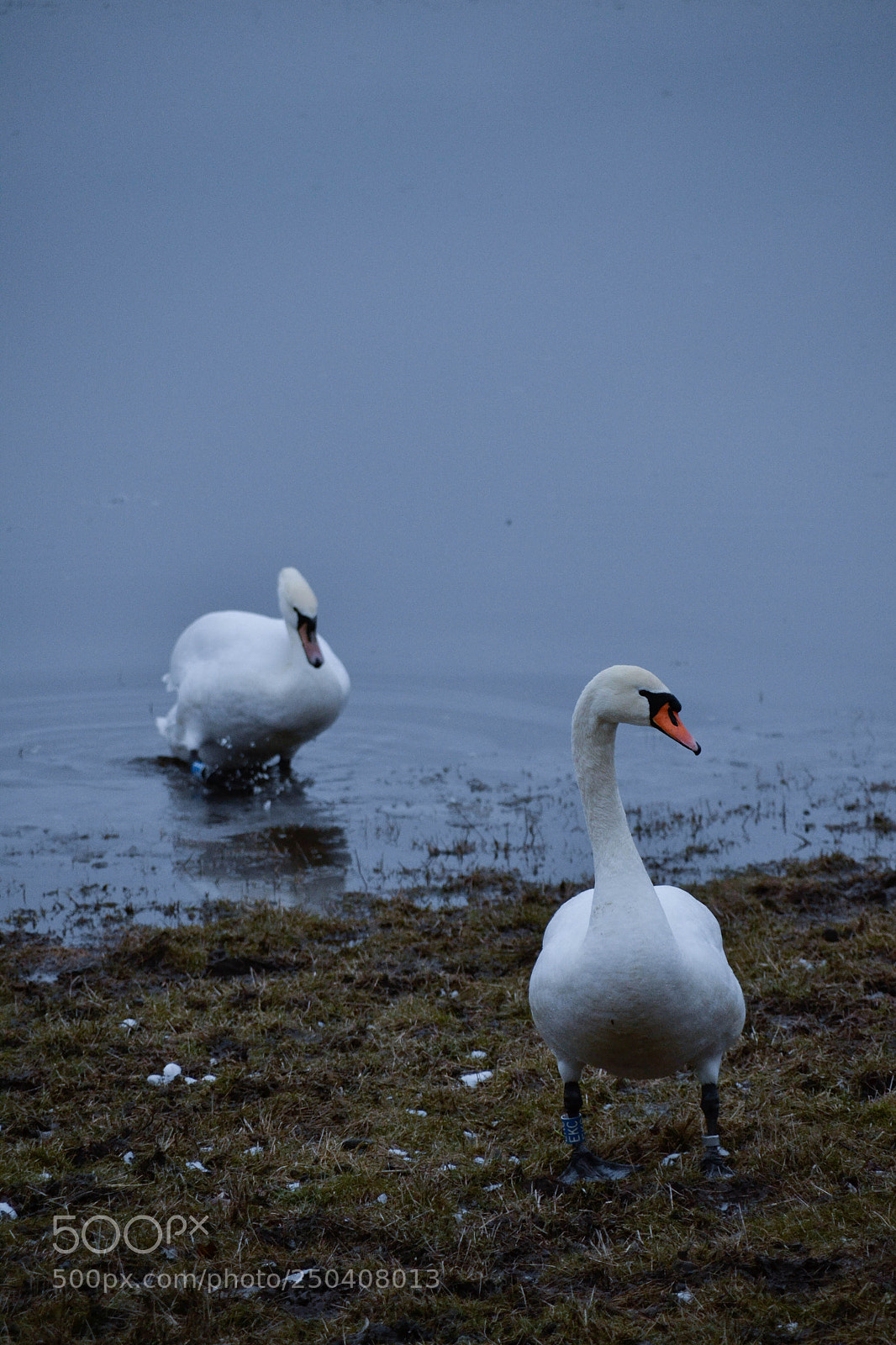Nikon D3100 sample photo. Swans photography