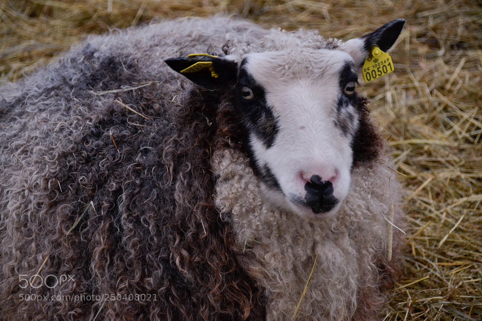 Nikon D3100 sample photo. Sheep (close up) photography