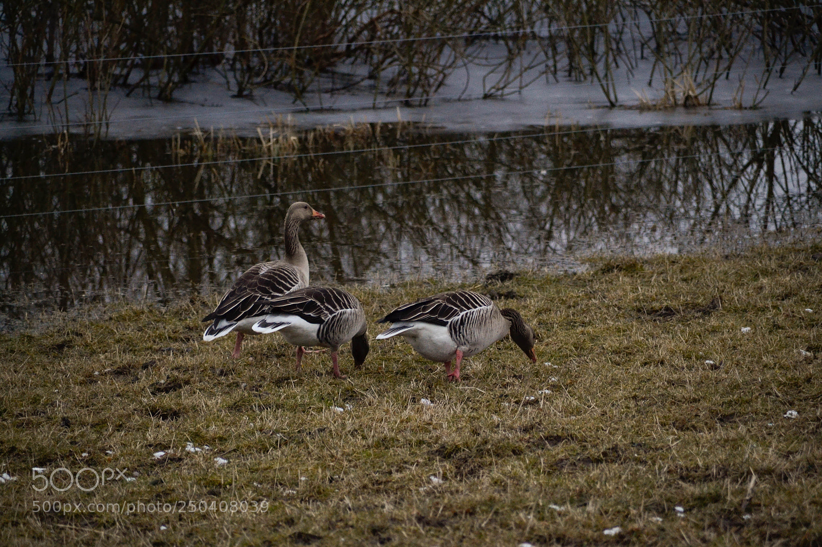 Nikon D3100 sample photo. Geese photography