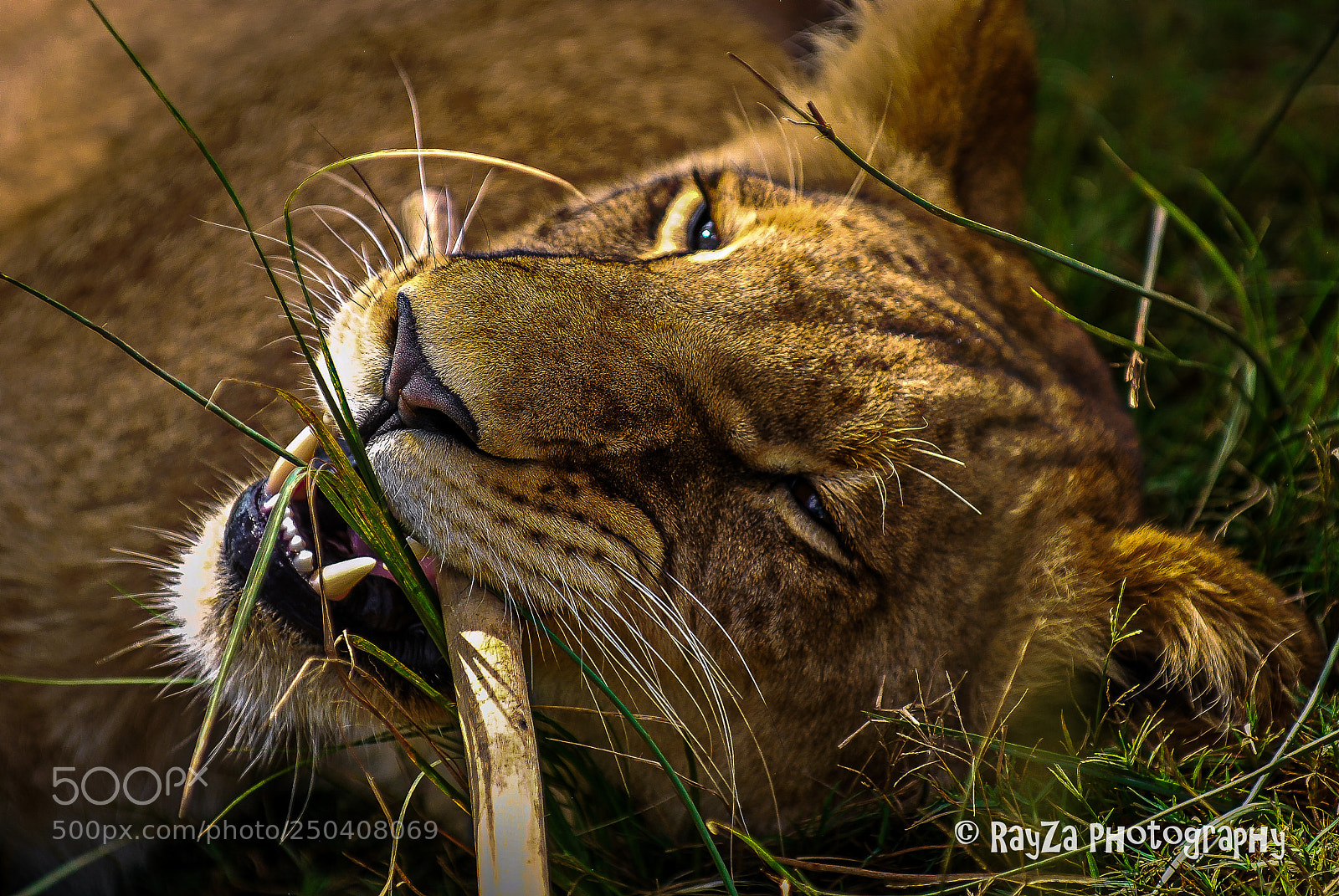 Nikon D60 sample photo. Lions relaxing photography