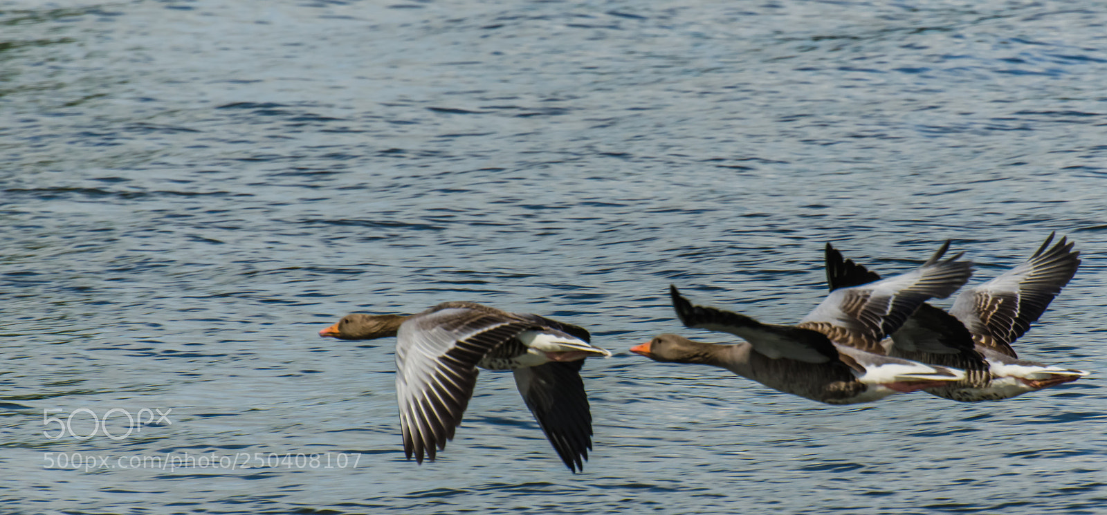 Nikon D5100 sample photo. Formation flight photography