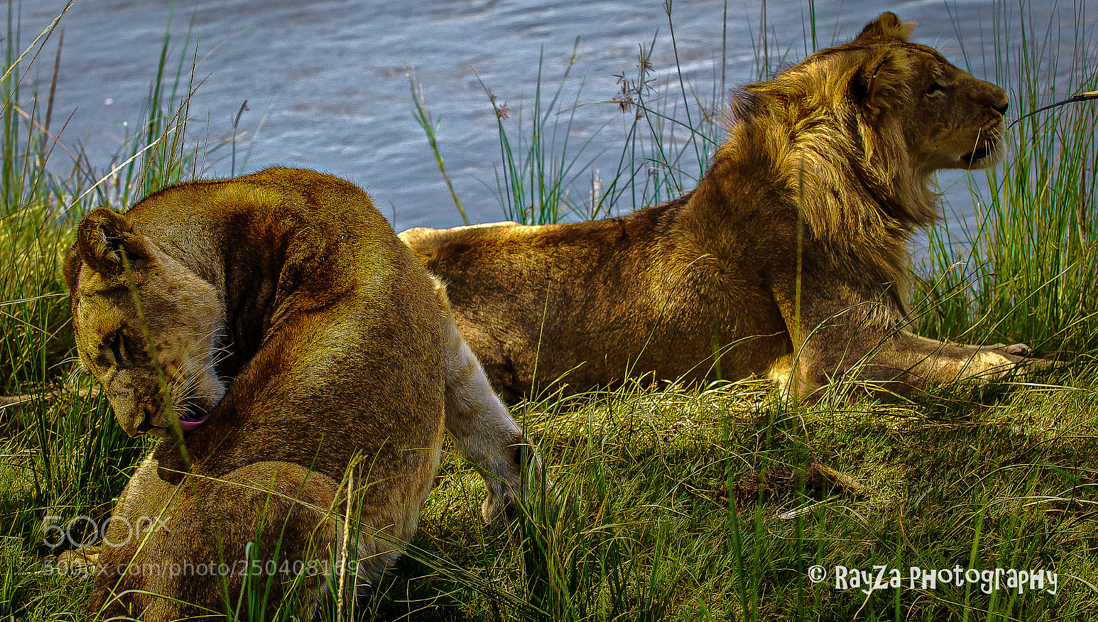 Nikon D60 sample photo. Lions relaxing photography