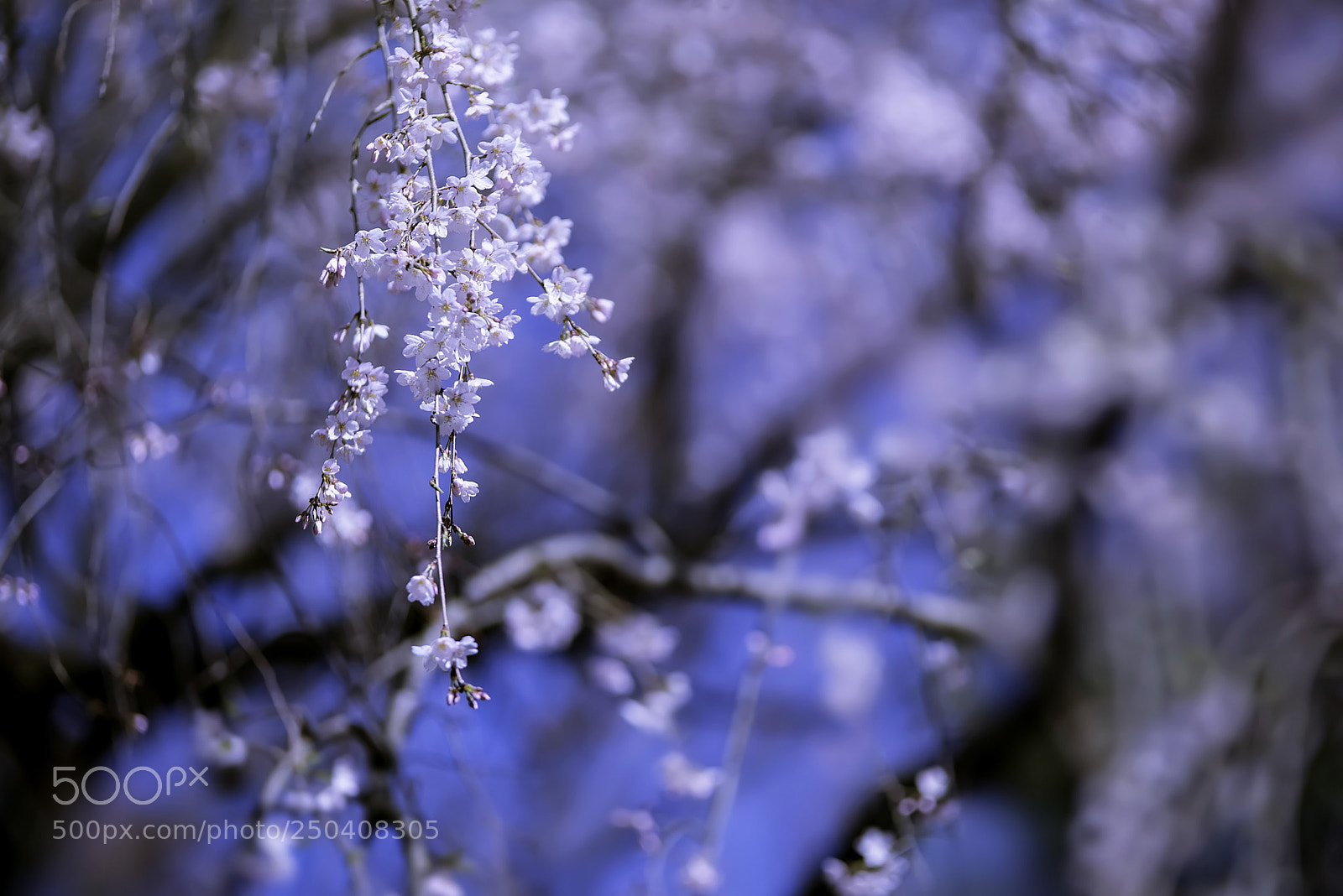 Nikon D810 sample photo. Sakura photography