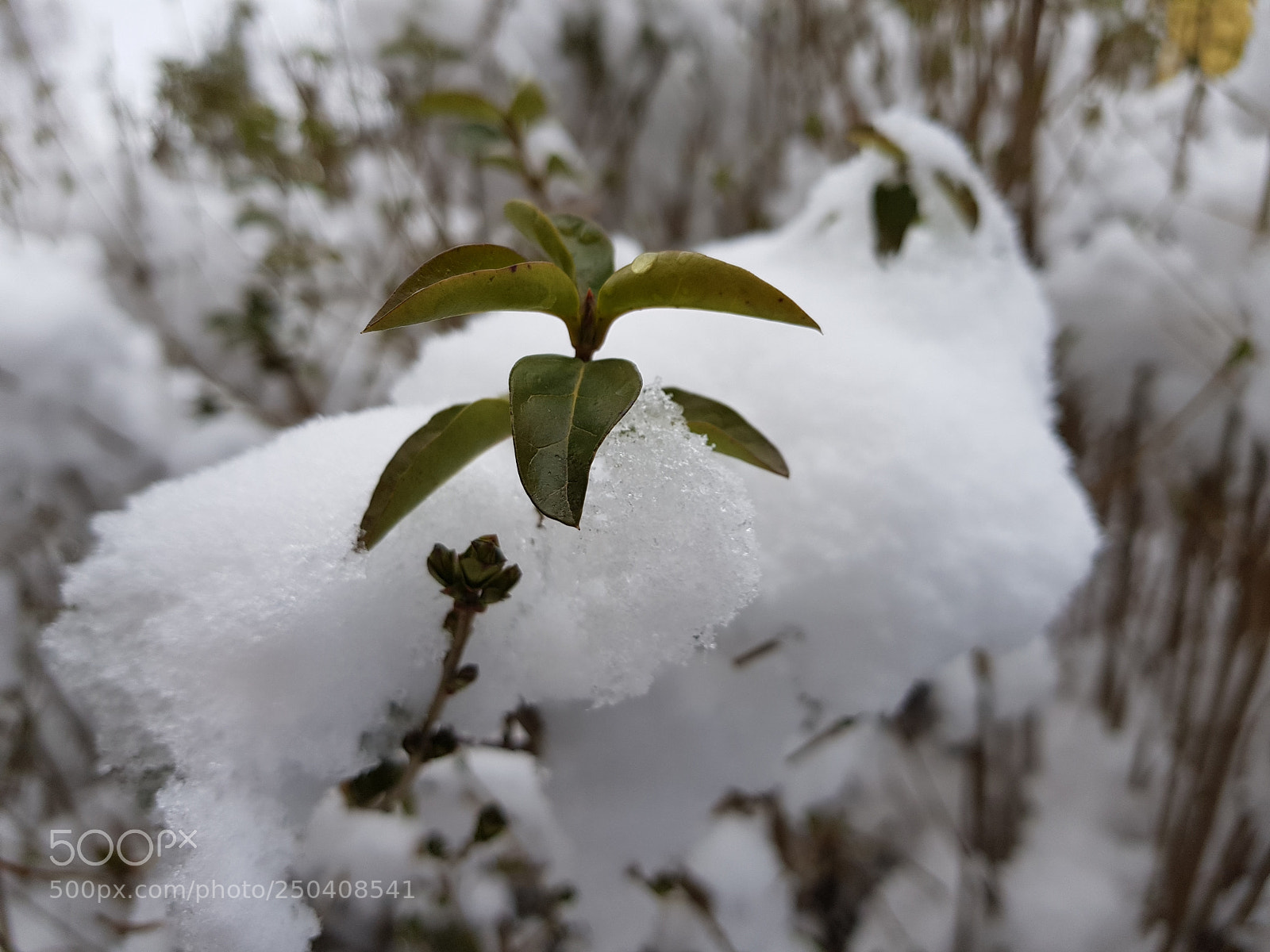 Samsung Galaxy S8+ sample photo. Untitled photography