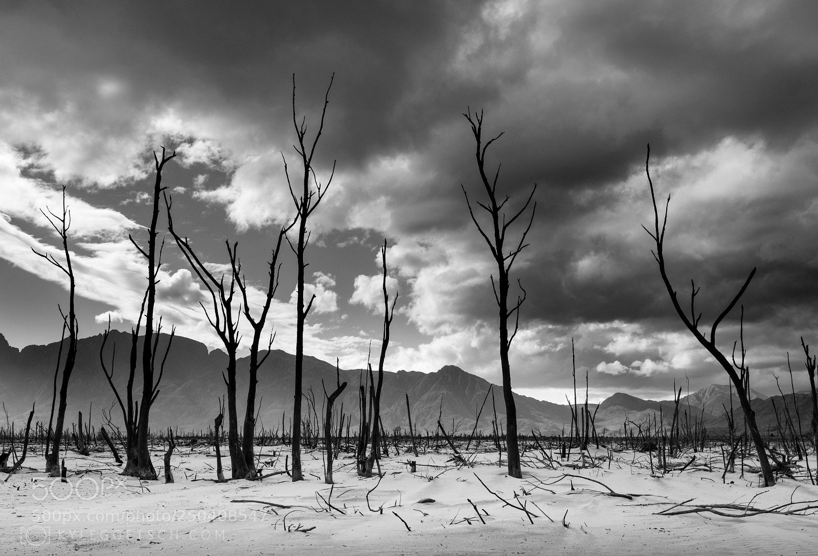 Nikon D7100 sample photo. Dead trees at theewaterskloof photography
