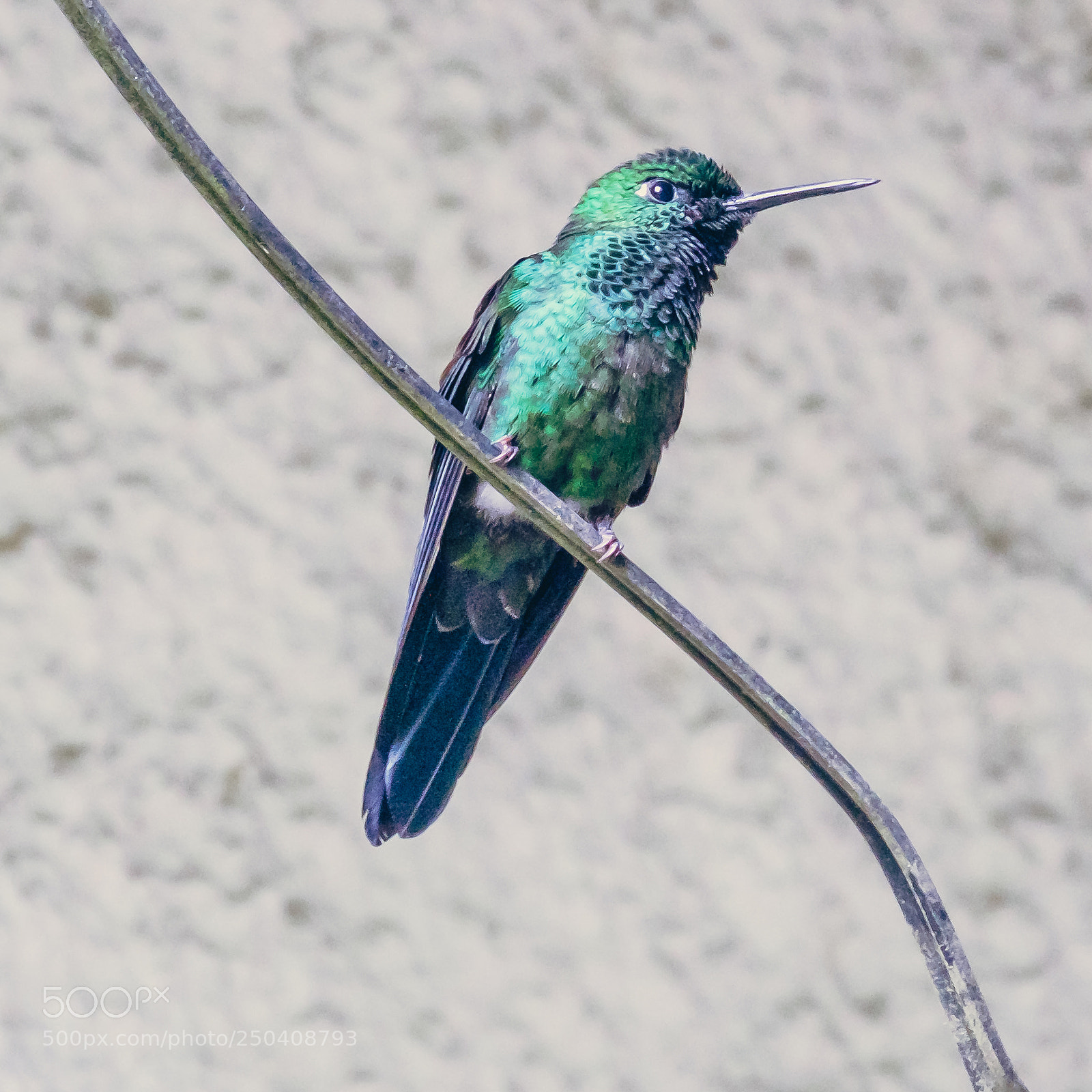 Fujifilm X-T10 sample photo. Costa rica | hummingbird photography