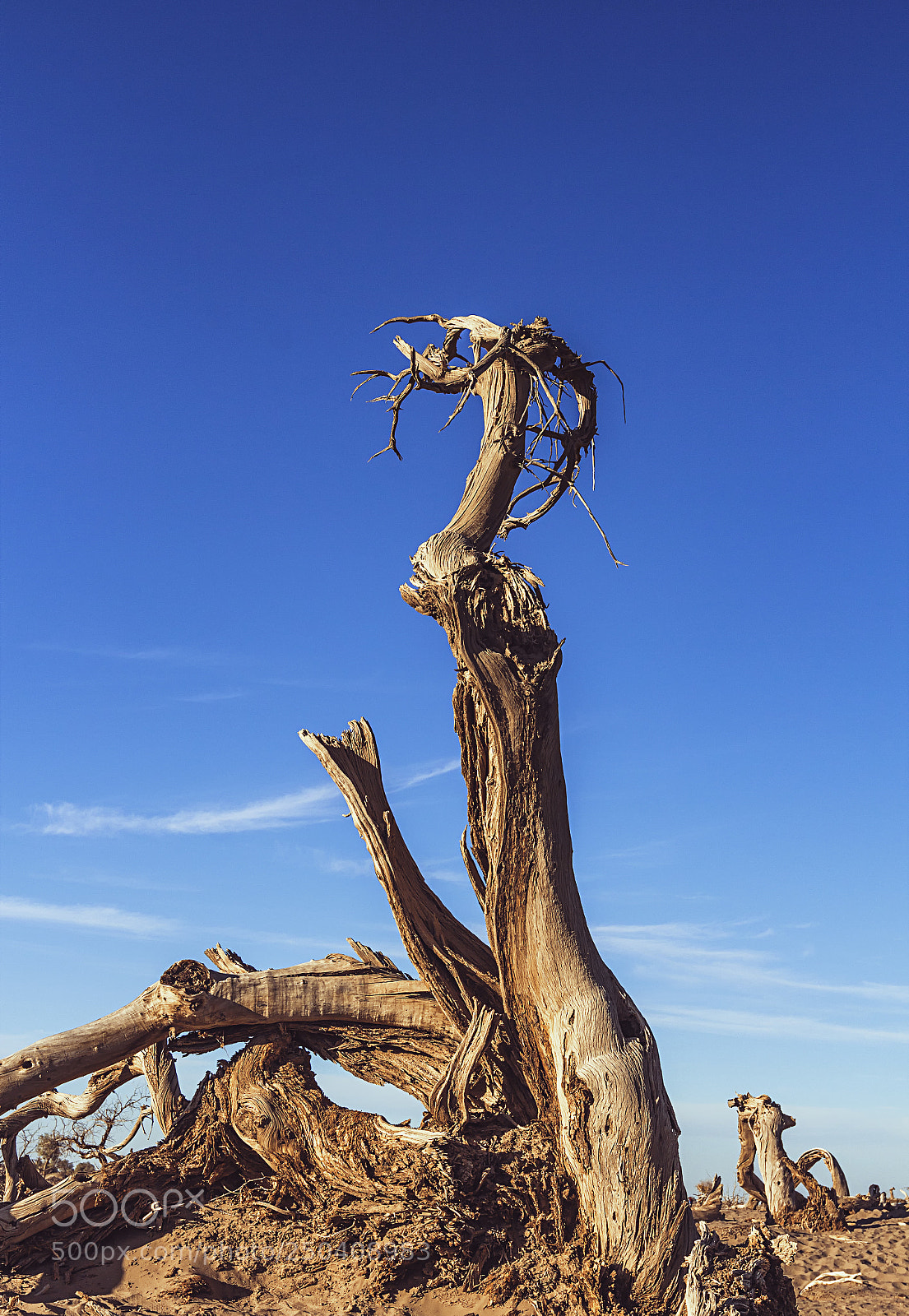 Canon EOS 600D (Rebel EOS T3i / EOS Kiss X5) sample photo. Desert poplar tree photography