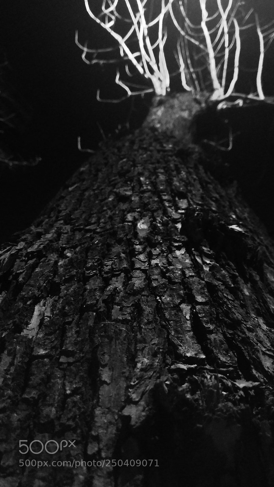 Xiaomi Redmi Note 4X sample photo. Trees at night photography