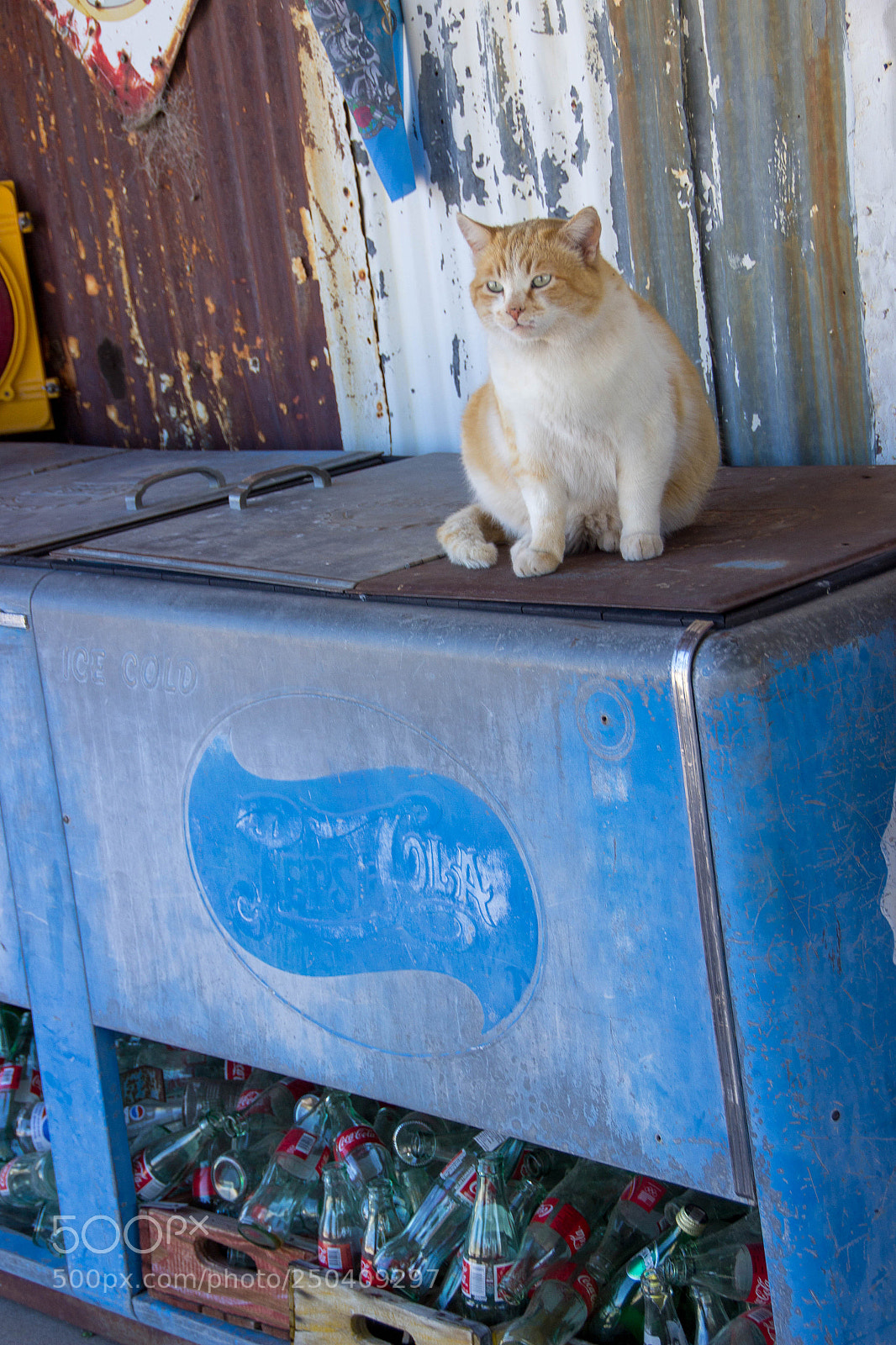 Canon EOS 600D (Rebel EOS T3i / EOS Kiss X5) sample photo. Guardian of the fridge photography