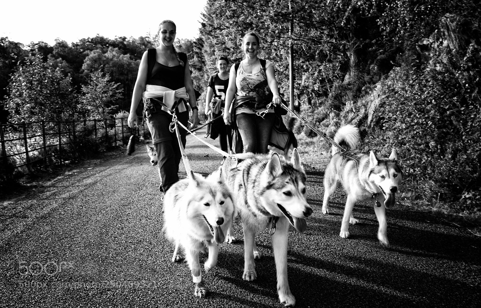 Nikon D7000 sample photo. Hound walk photography