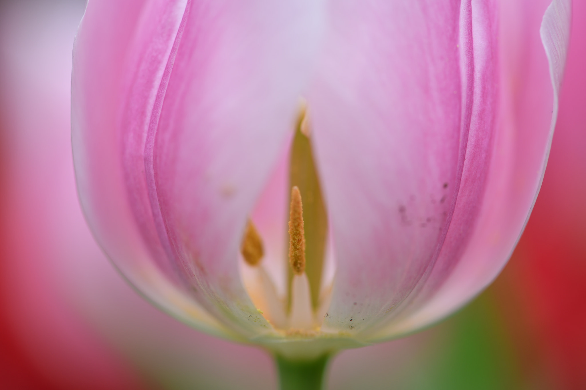 Nikon AF-S Micro-Nikkor 105mm F2.8G IF-ED VR sample photo. Temptation photography