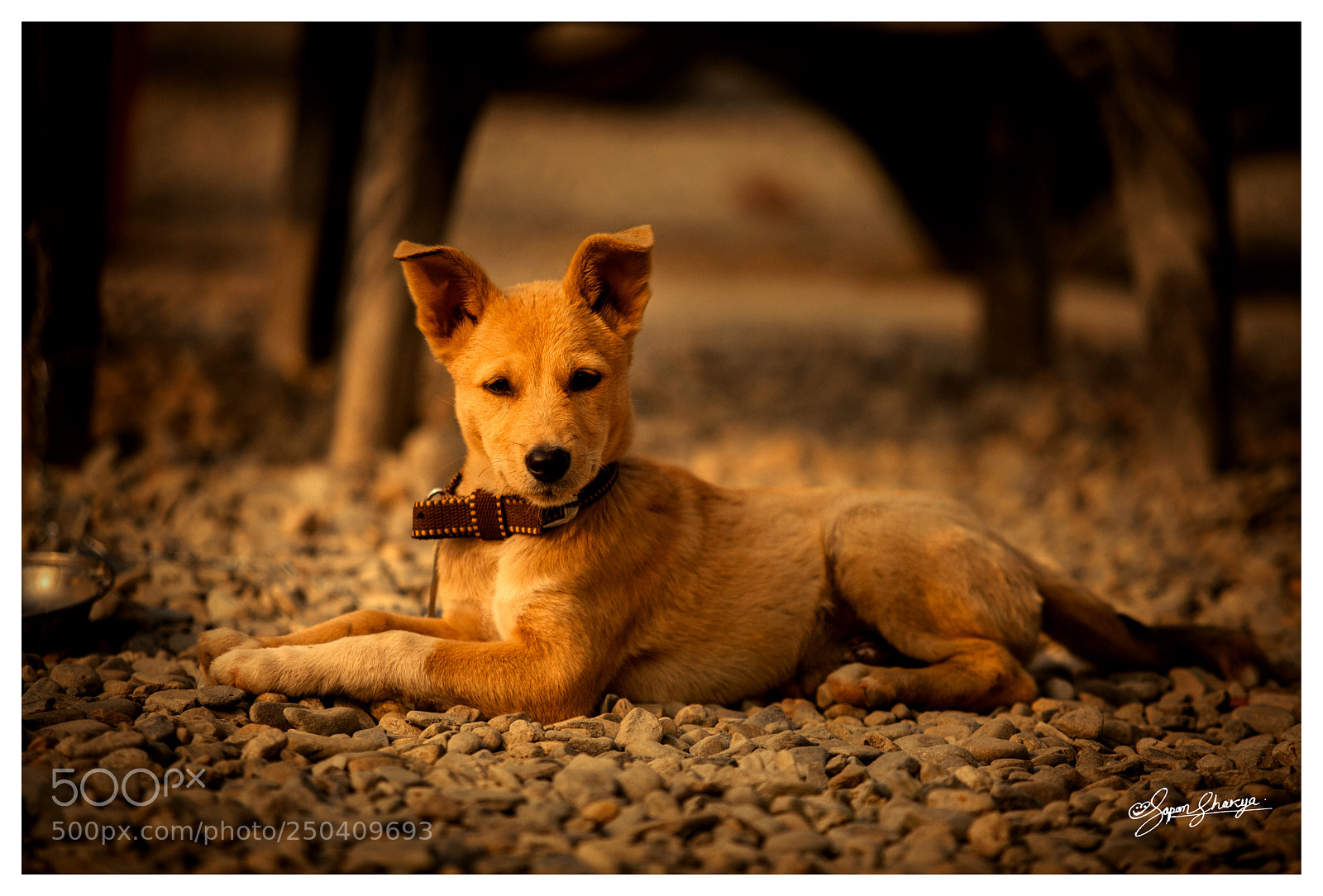 Canon EOS 5D Mark II sample photo. Loyal photography