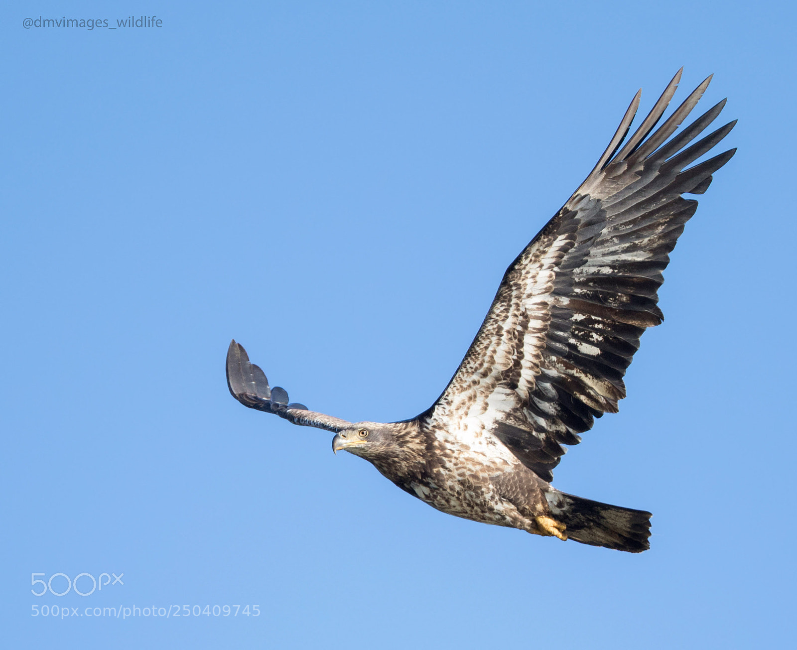 Canon EOS 7D Mark II sample photo. Juvenile eagle photography