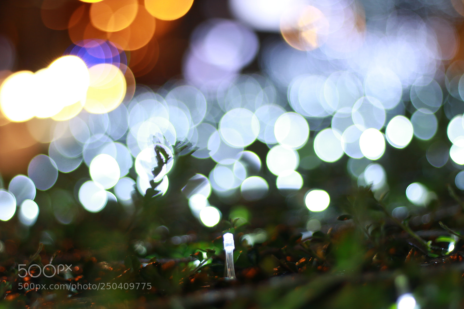 Canon EOS 70D + Canon EF 50mm F1.8 II sample photo. Untitled photography