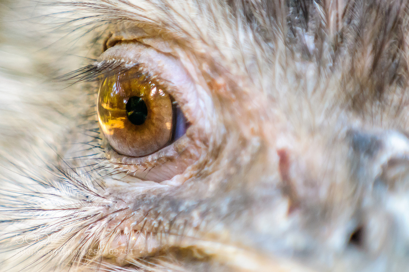 Nikon D300 sample photo. A bird's eye photography