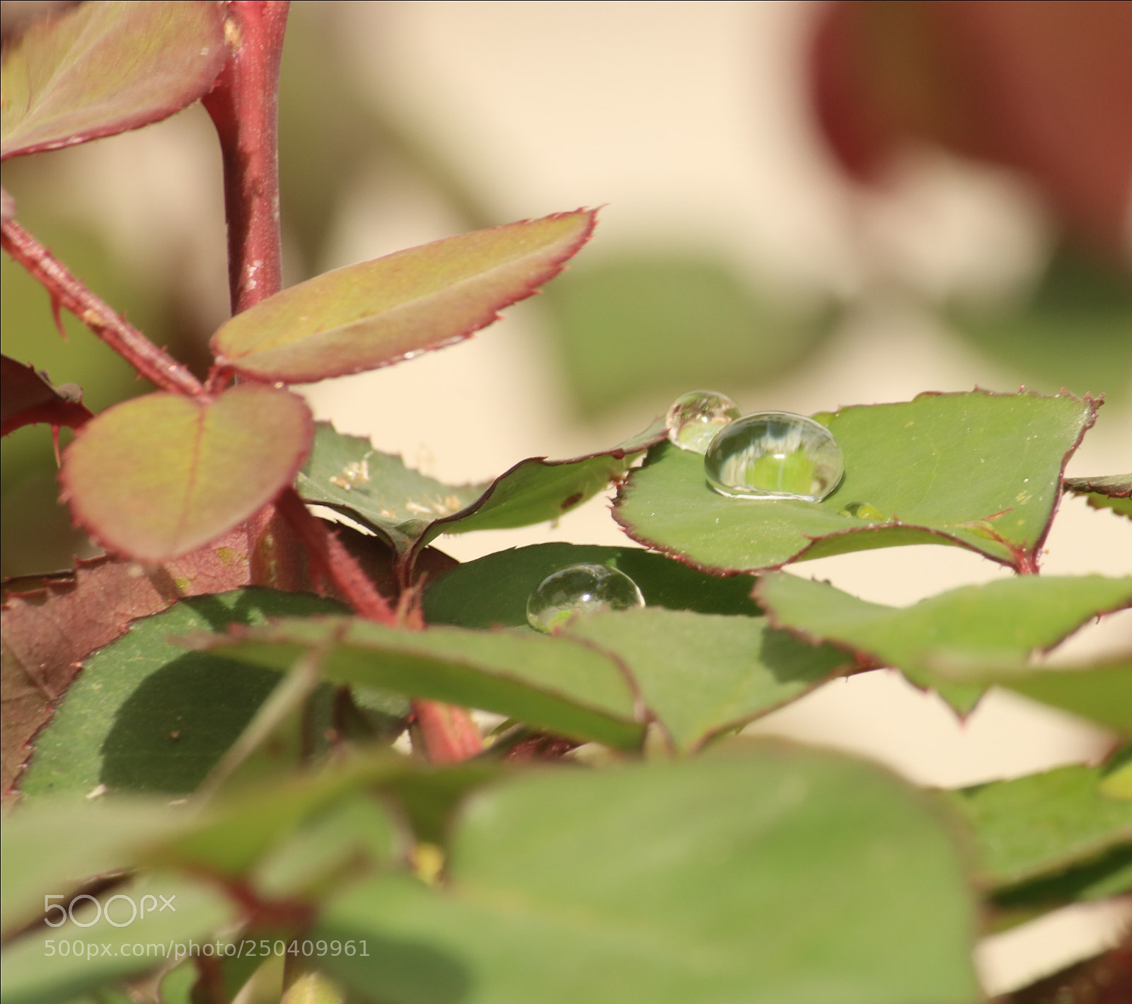 Canon EOS 750D (EOS Rebel T6i / EOS Kiss X8i) sample photo. Untitled photography