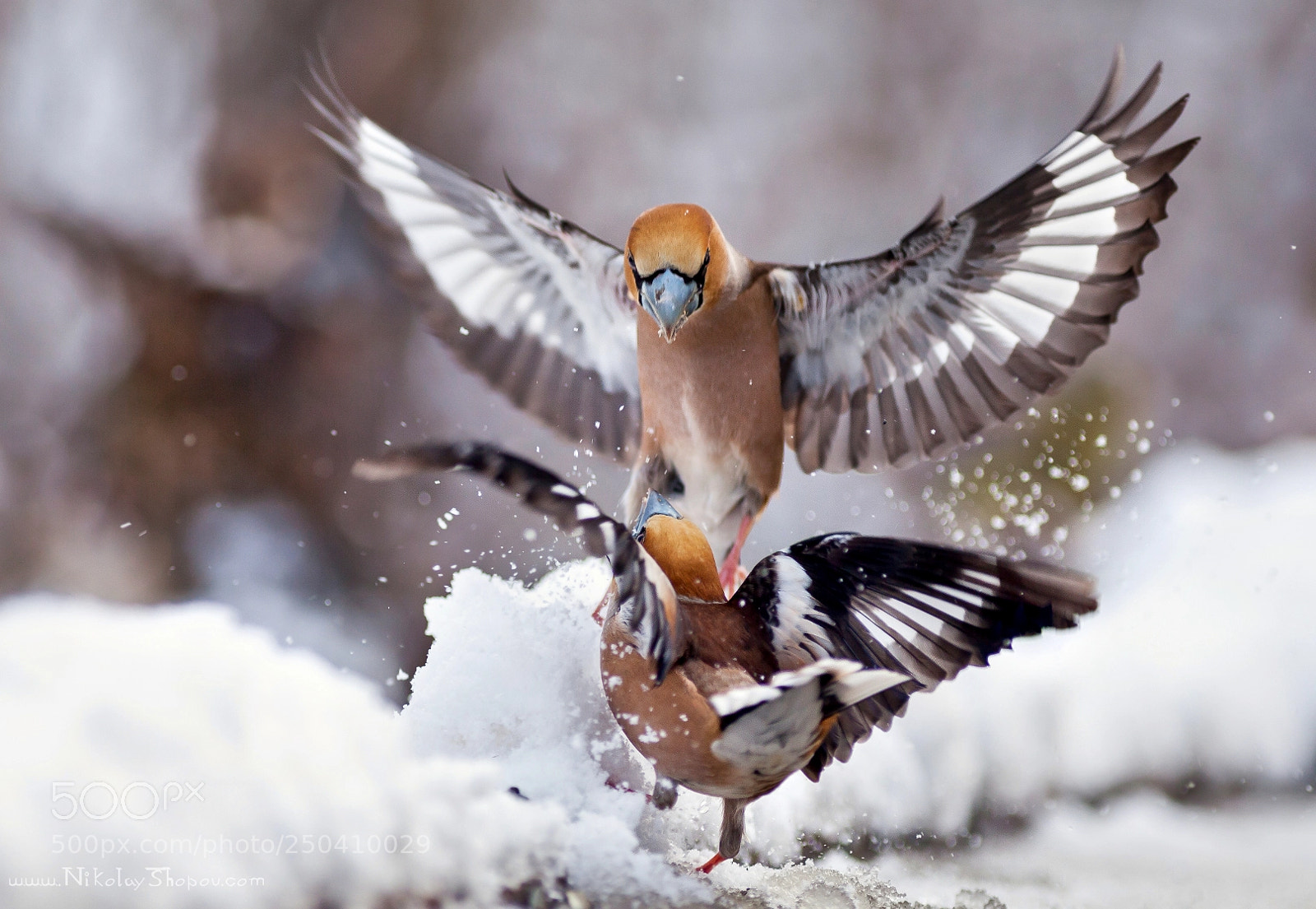 Canon EOS 5D Mark II sample photo. Hawfinches fight photography