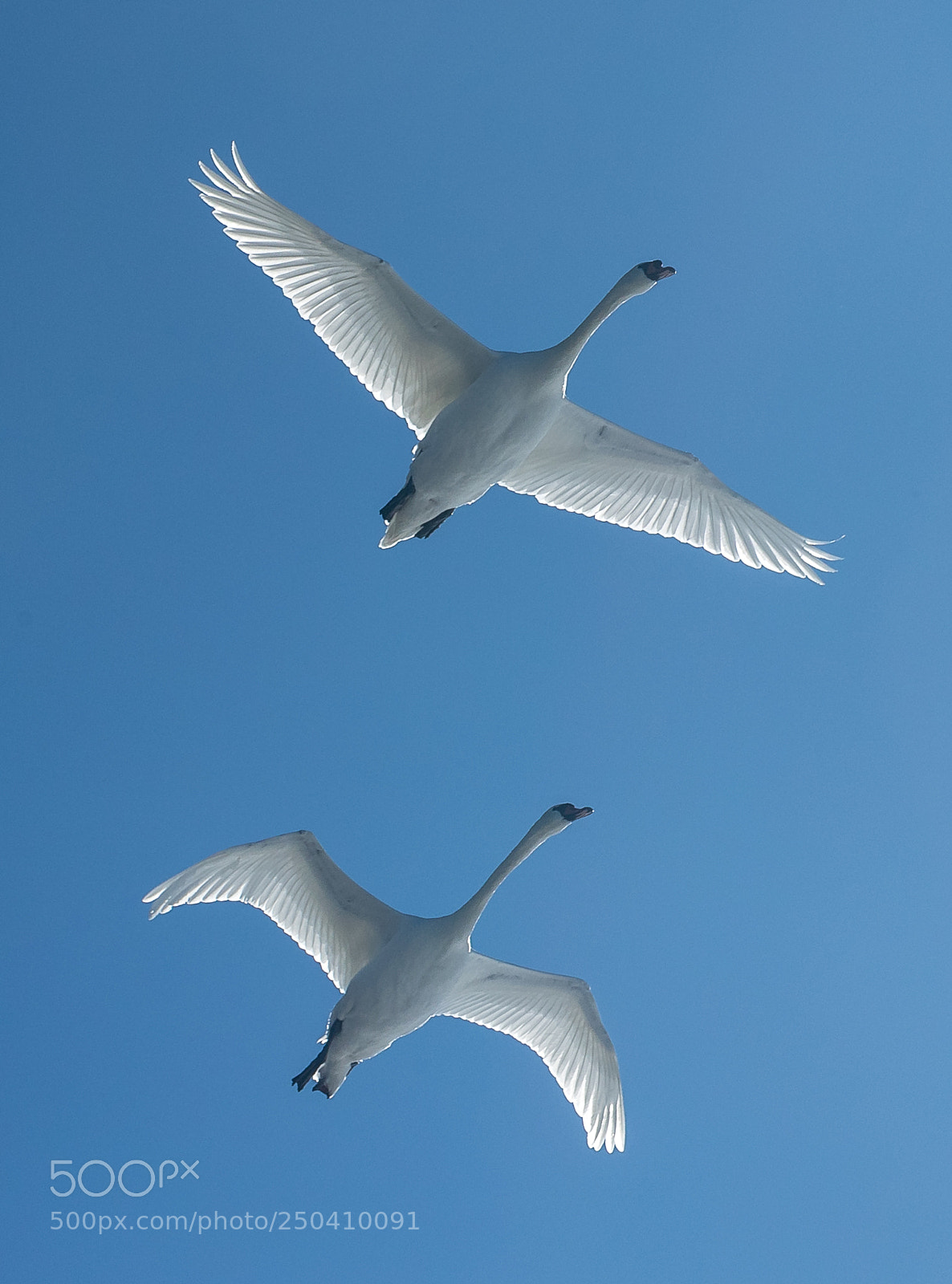 Canon EOS-1D X Mark II sample photo. Couple.. photography