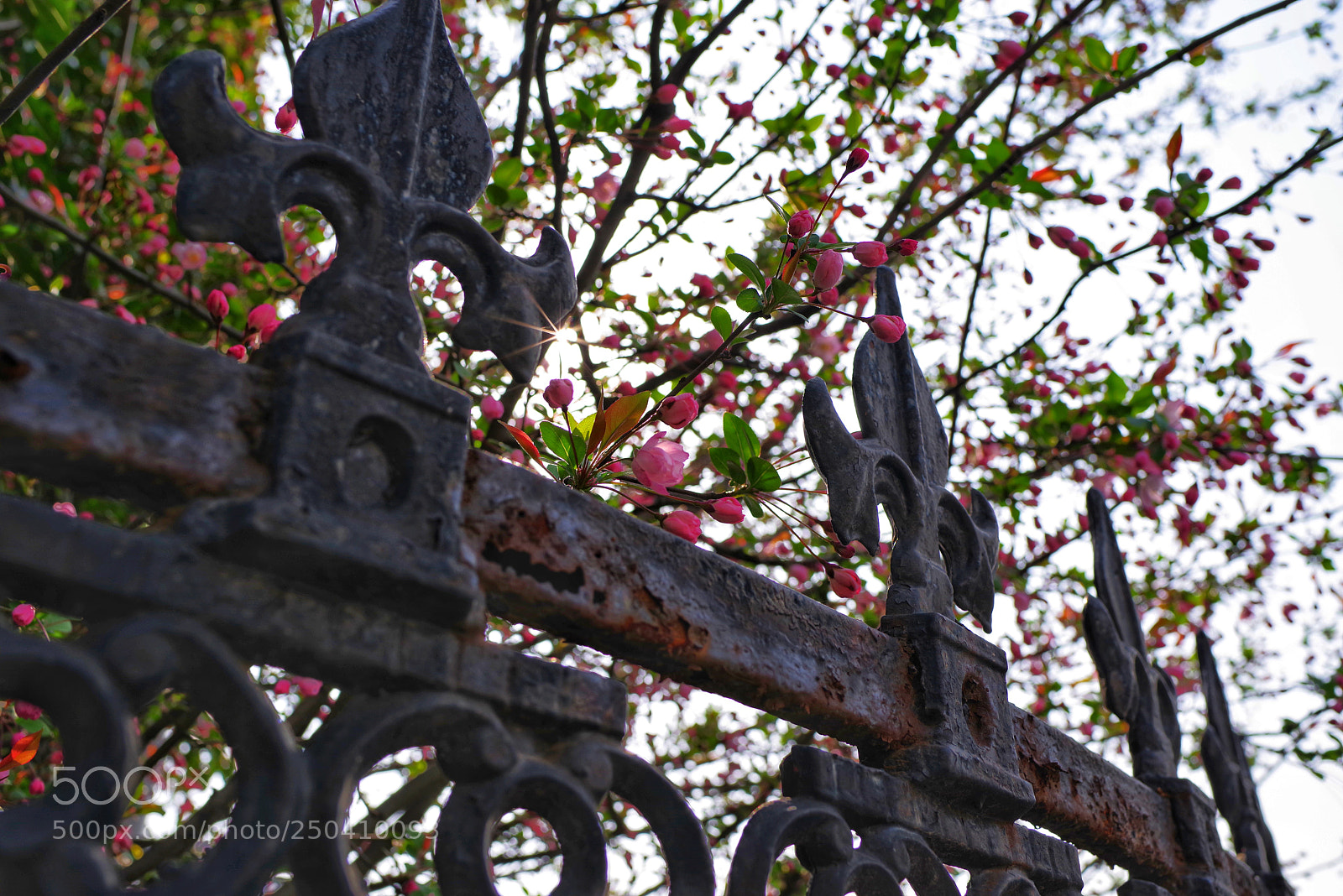 Pentax K-1 sample photo. Untitled photography