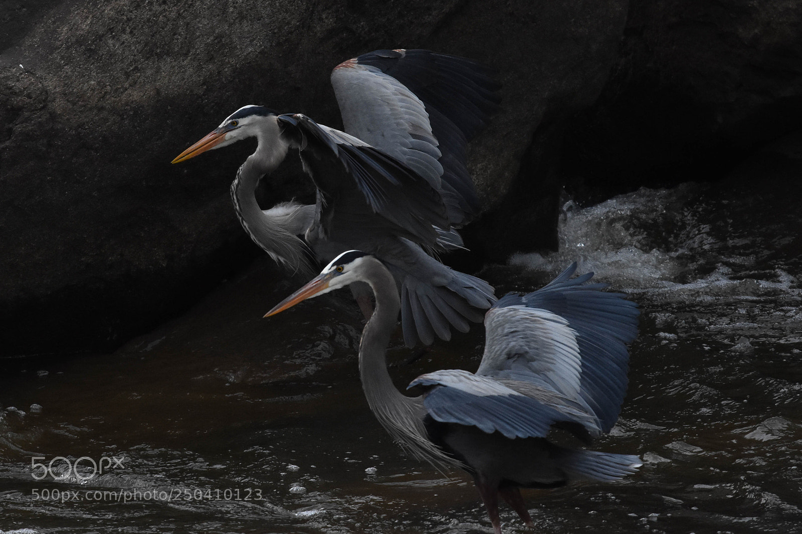 Nikon D3400 sample photo. Rhapsody in blue photography