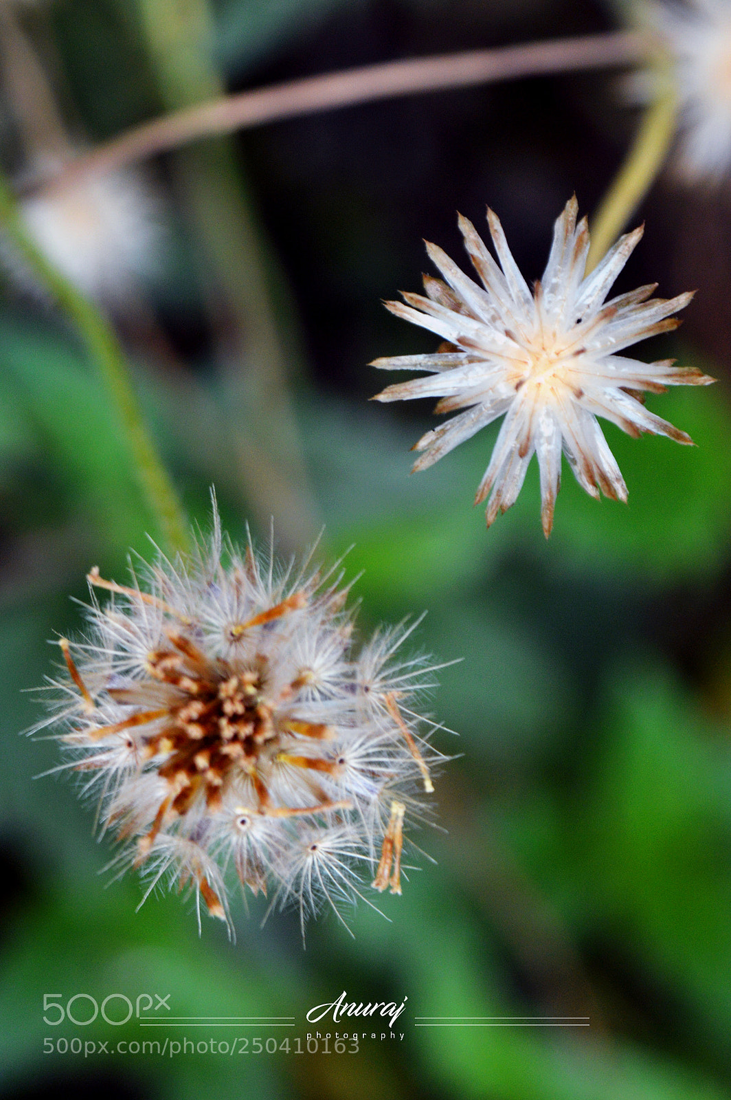 Nikon D3200 sample photo. Flower photography