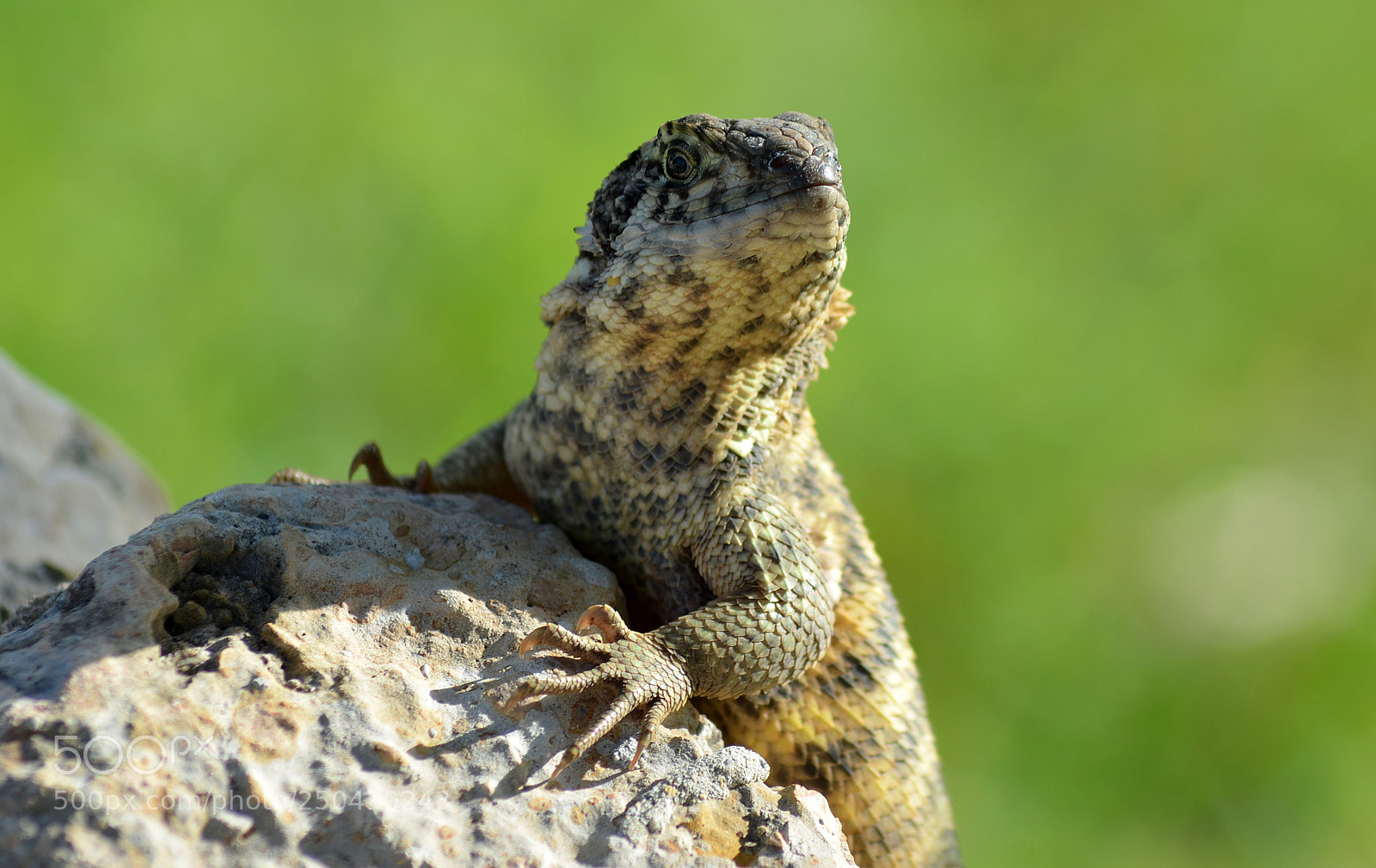 Nikon D5100 sample photo. Lizard. photography