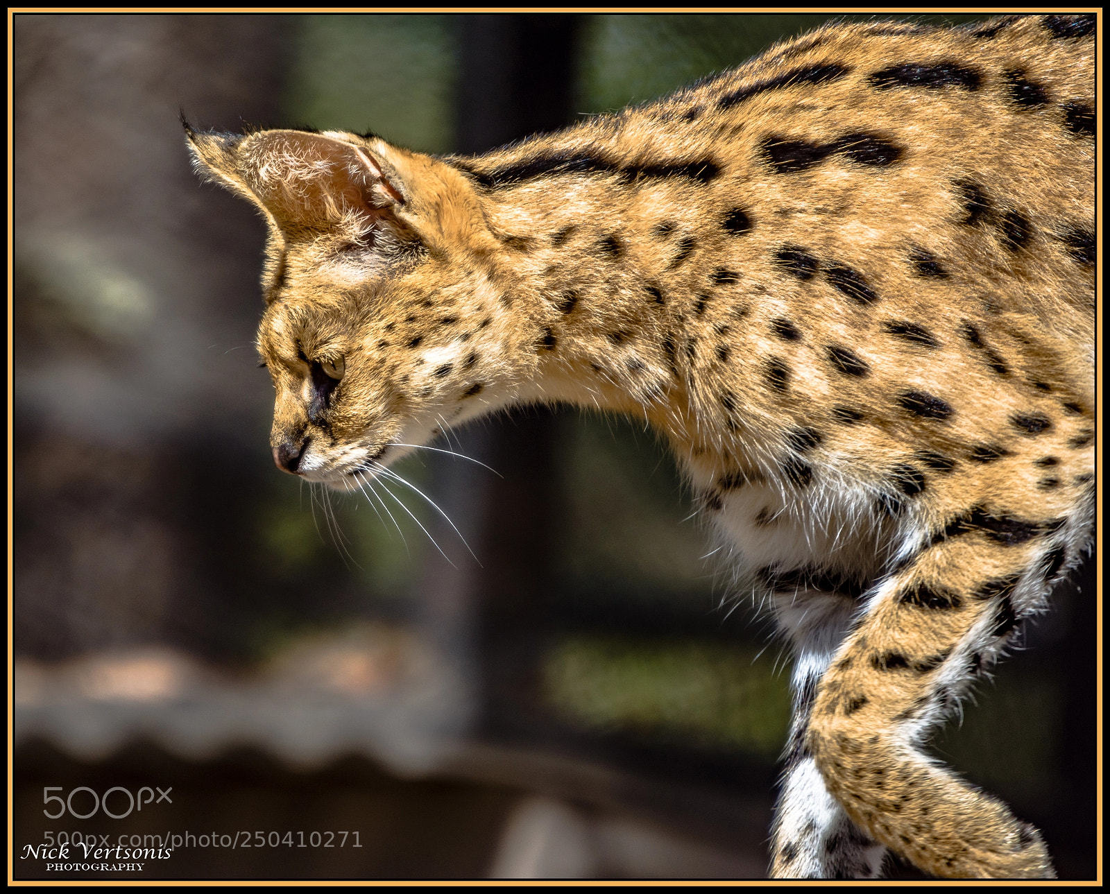 Nikon D7200 sample photo. Ready to pounce... photography