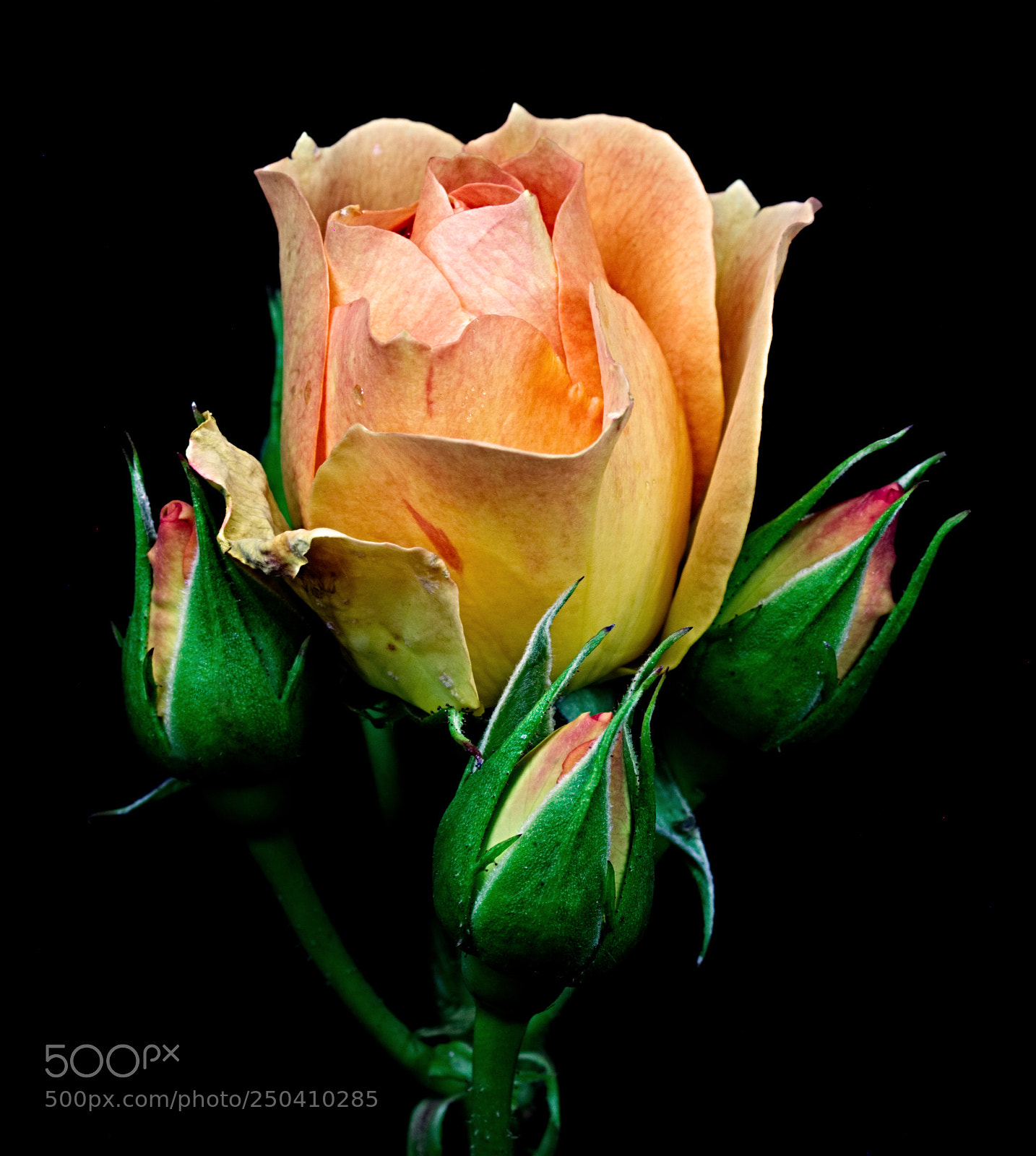 Canon EOS 7D sample photo. Rose a photography