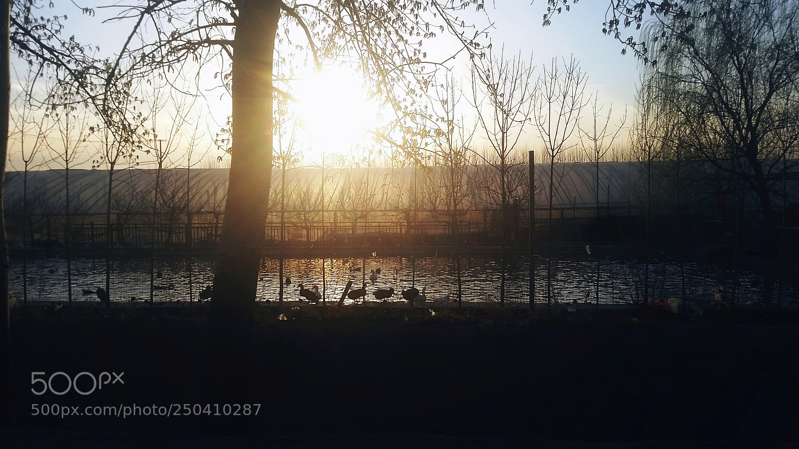 Samsung Galaxy S5 sample photo. The ducks in the photography