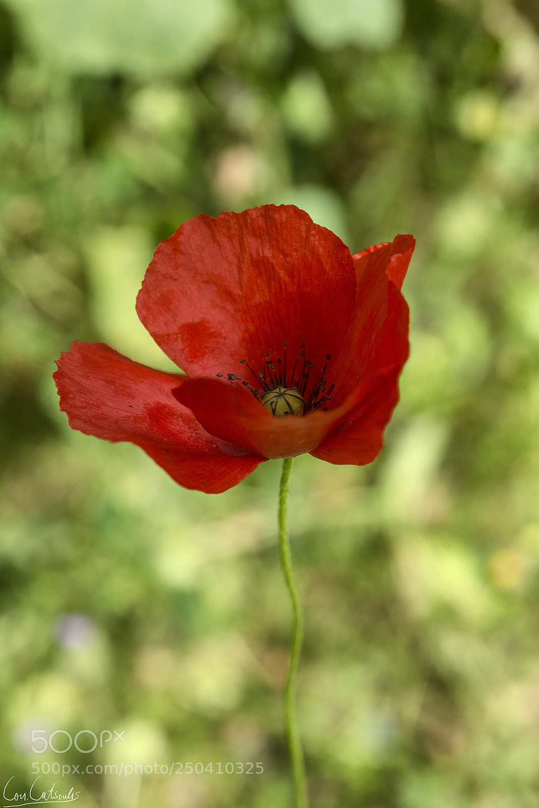 Nikon D800 sample photo. Red poppy photography
