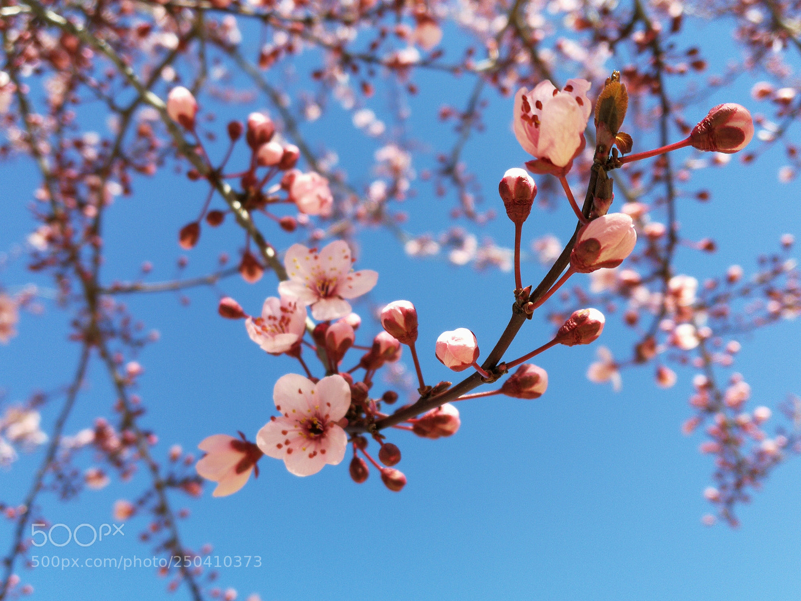 HUAWEI P10 sample photo. Cherry blossom photography