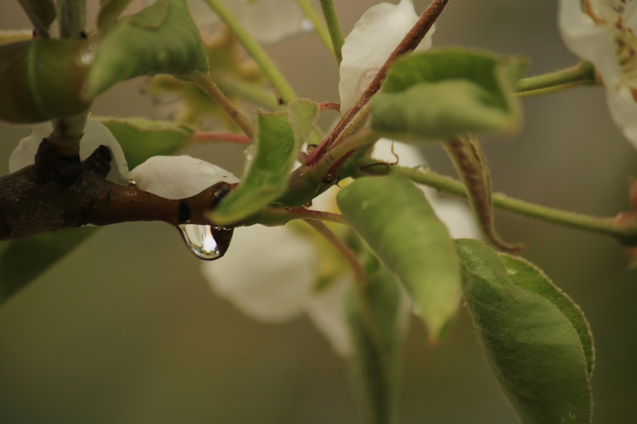 Canon EF-S 55-250mm F4-5.6 IS sample photo