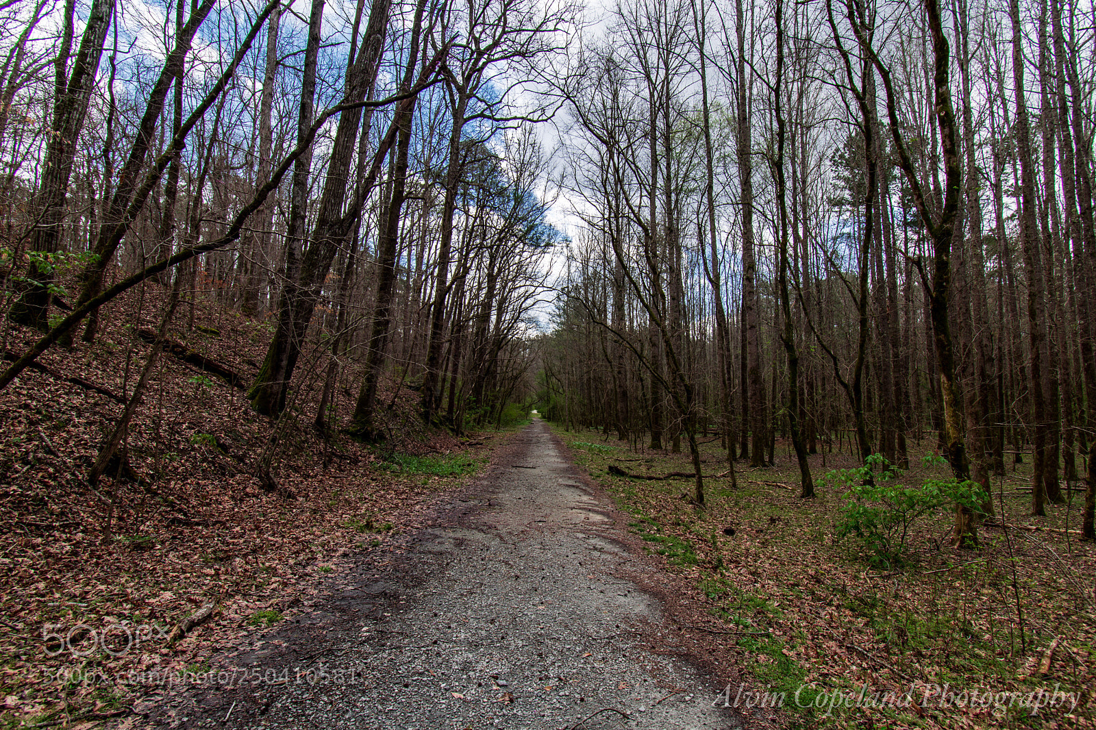 Nikon D7200 sample photo. The walk photography