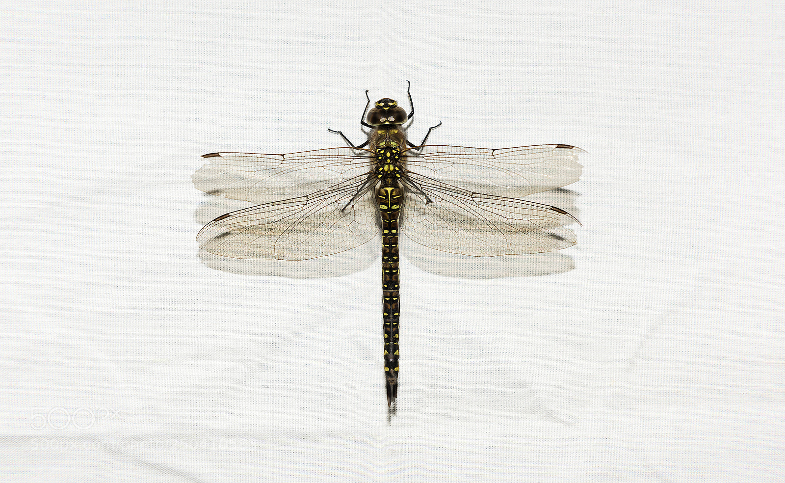 Nikon D810 sample photo. The dragonfly photography