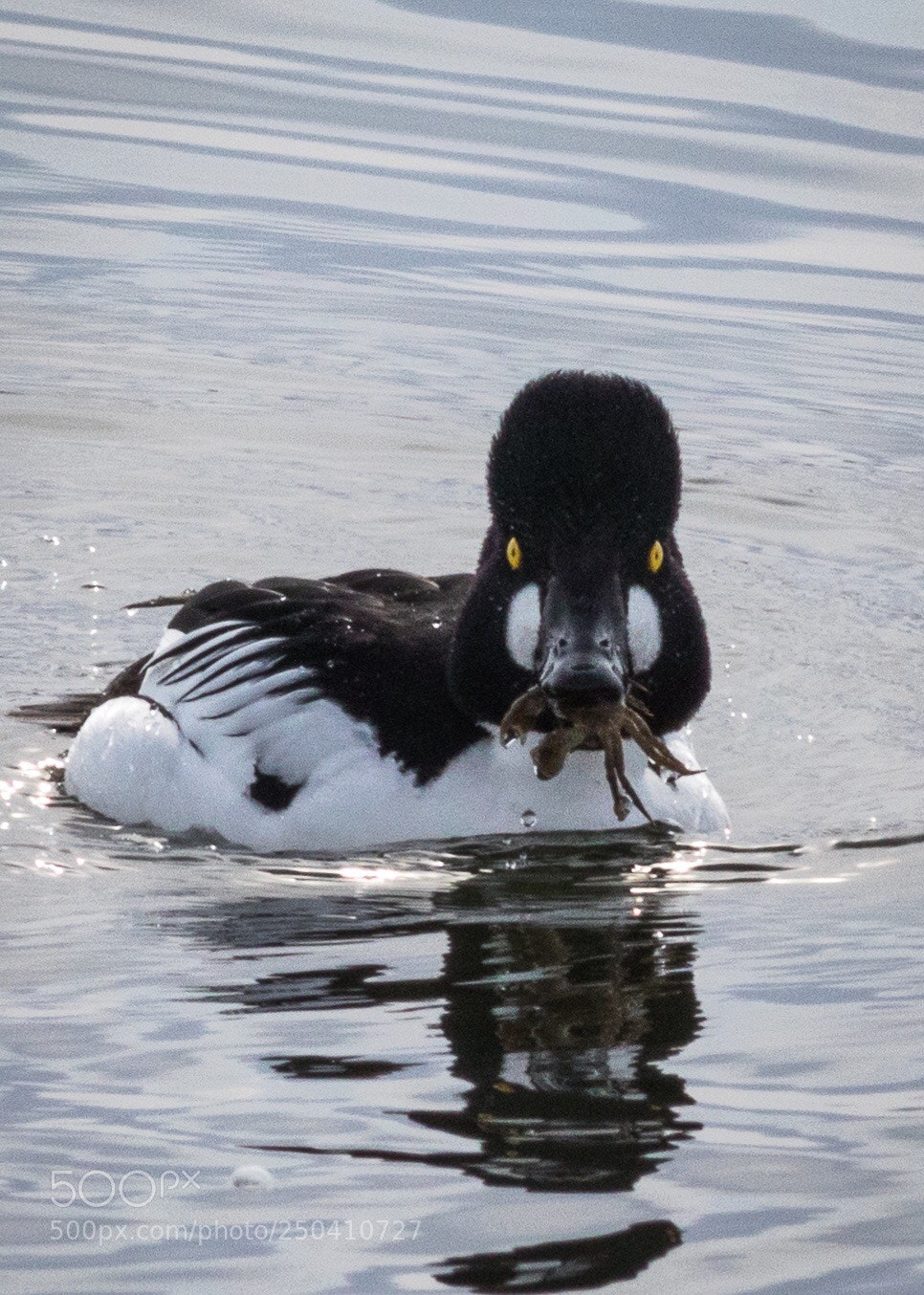 Canon EOS 7D Mark II sample photo. Goldeneye crabbing photography