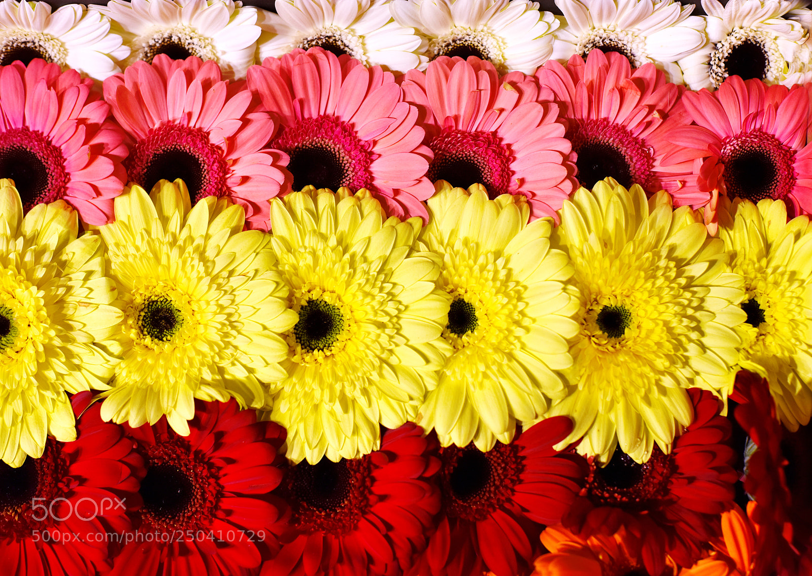 Nikon D810 sample photo. Gerberes lines. photography