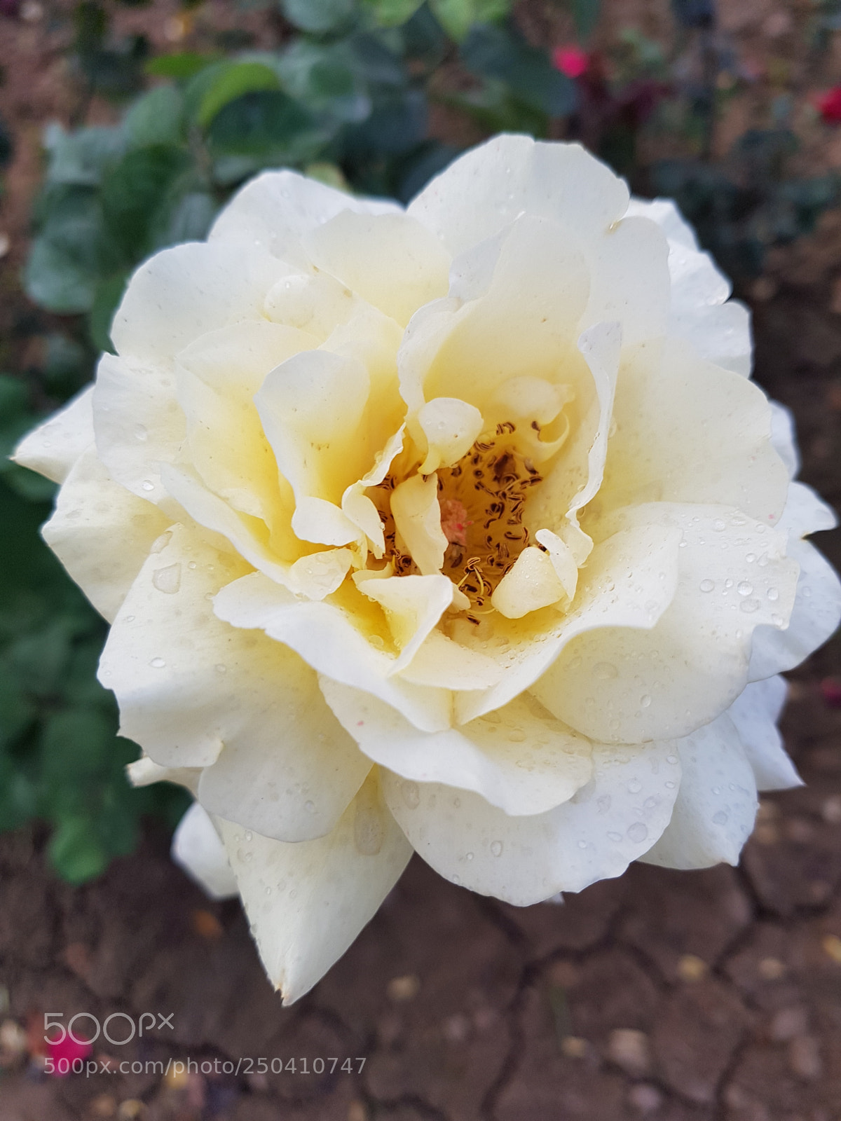 Samsung Galaxy S8 sample photo. 20180321_065424.jpg photography