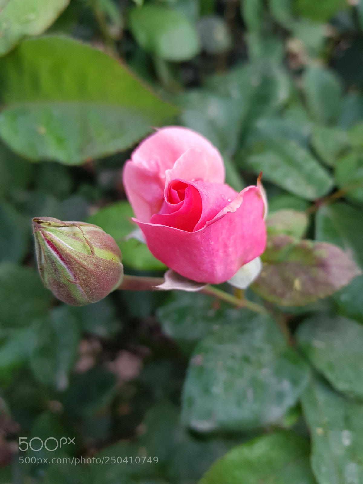 Samsung Galaxy S8 sample photo. 20180321_065750.jpg photography
