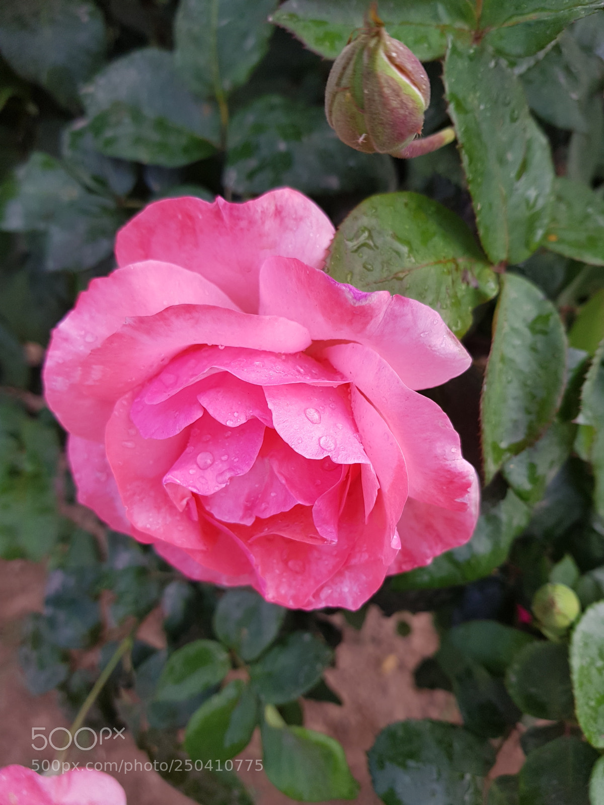 Samsung Galaxy S8 sample photo. 20180321_065809.jpg photography