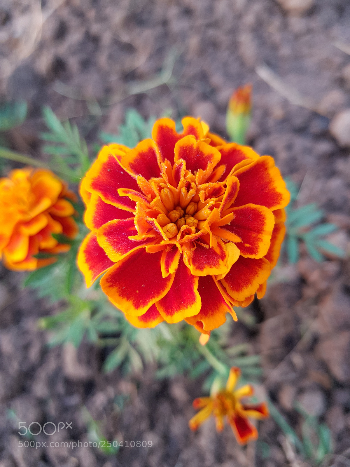 Samsung Galaxy S8 sample photo. 20171027_072701.jpg photography