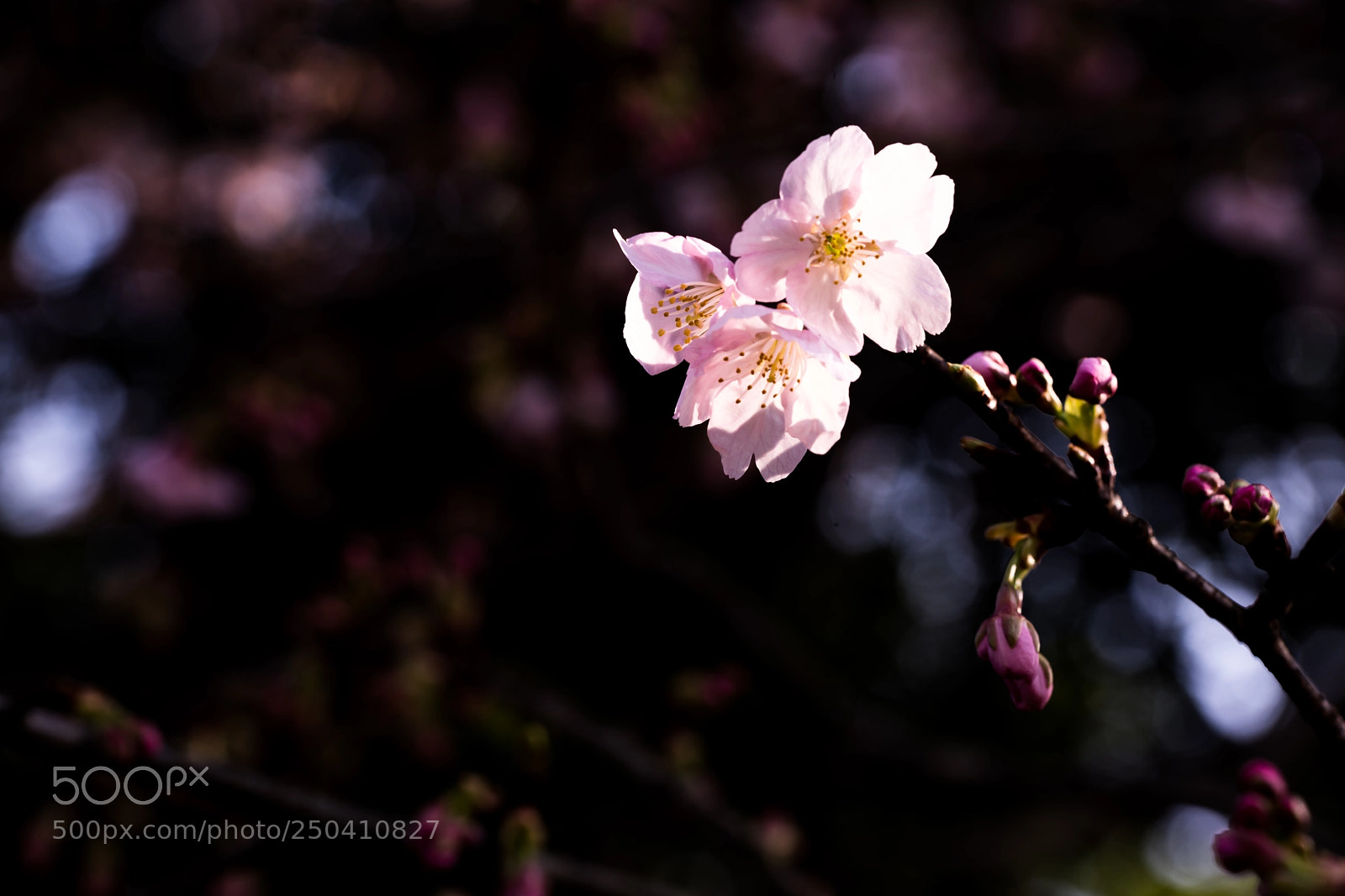 Sony a7R III sample photo. The first line of photography