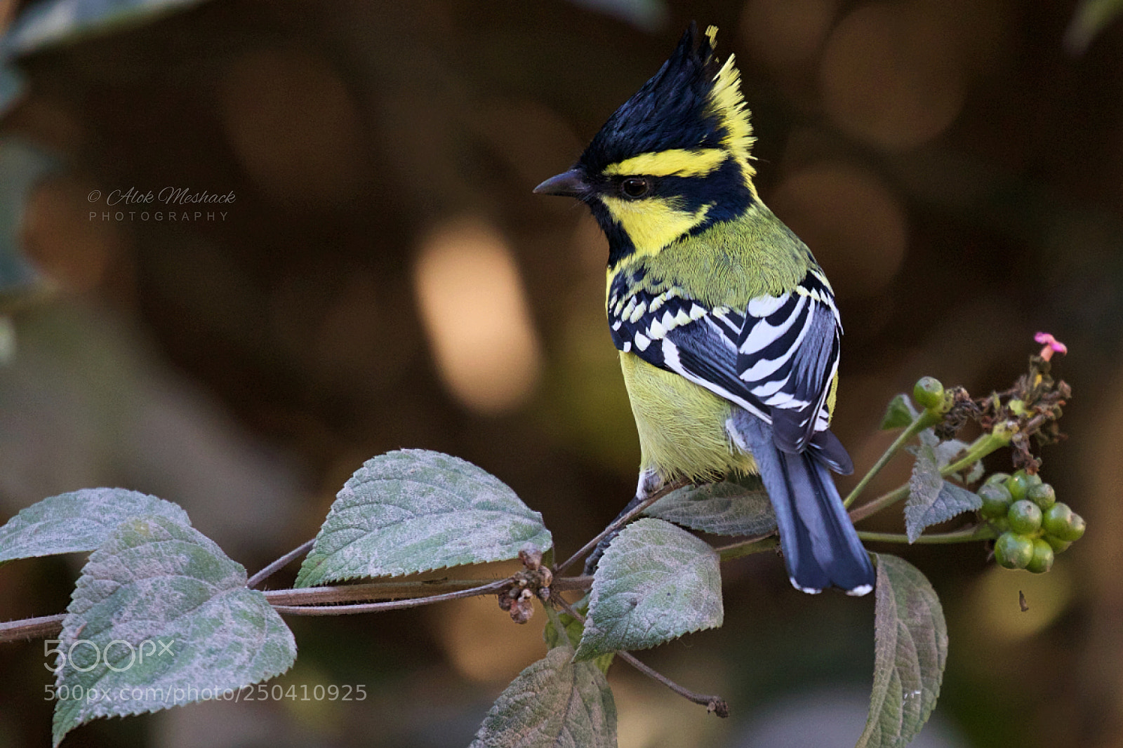 Canon EOS 80D sample photo. Black-lored tit photography
