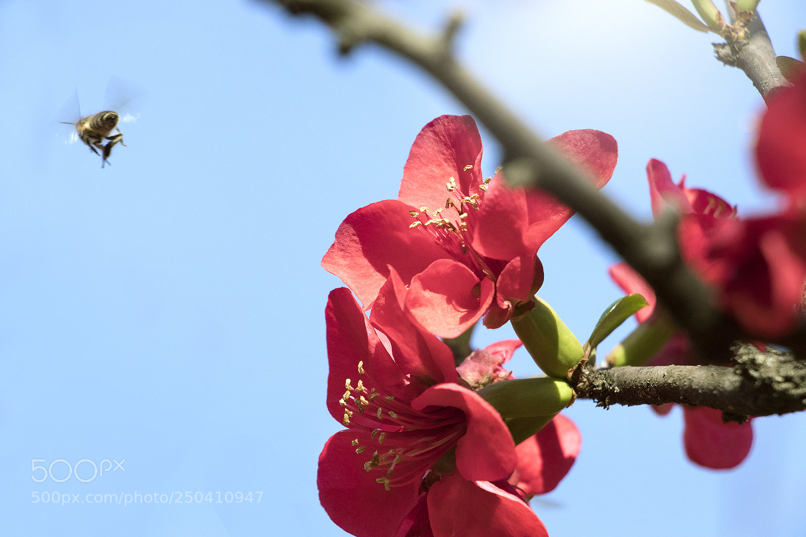 Canon EOS 80D sample photo. Busy bee Ⅶ photography