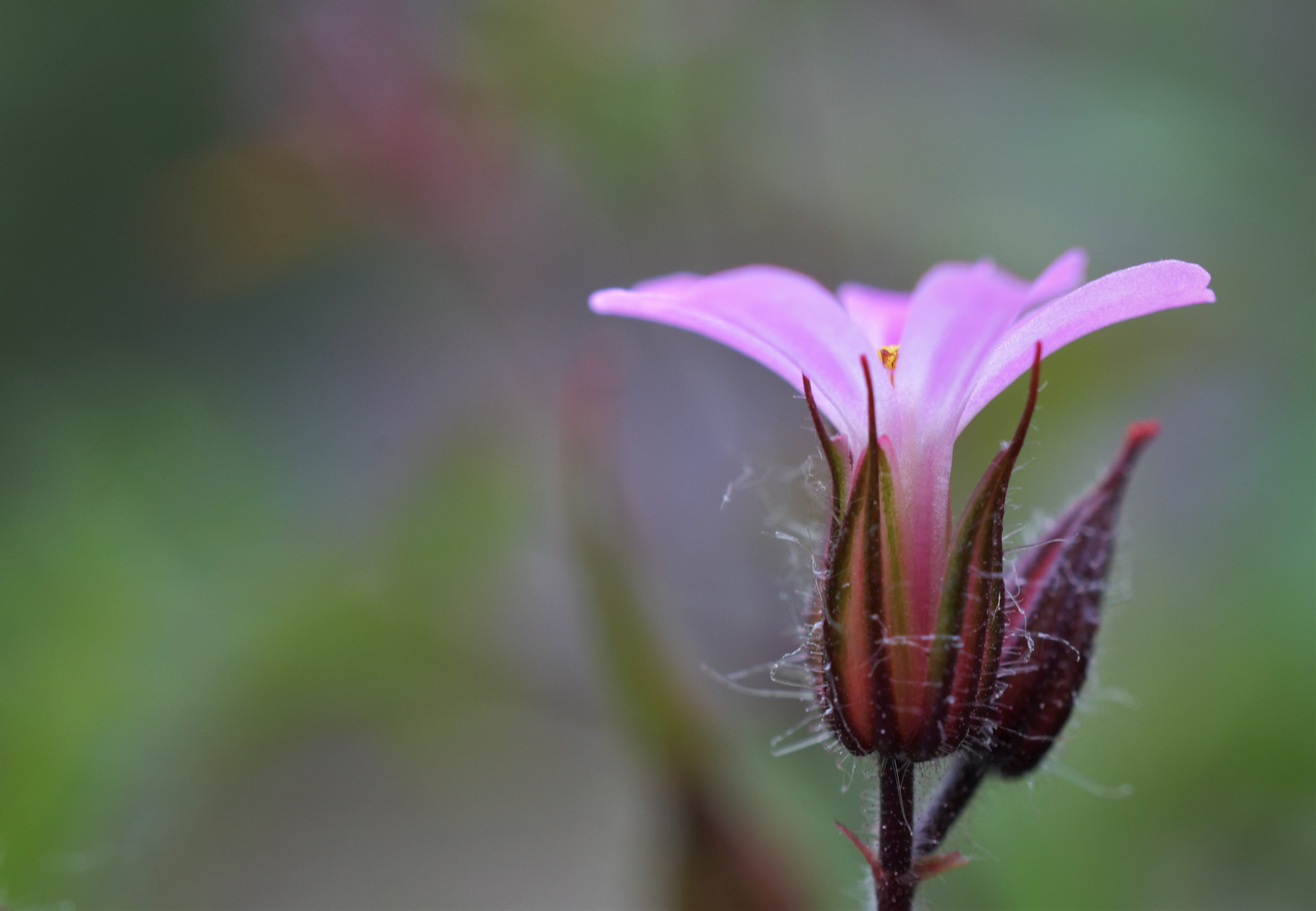 Nikon AF-S DX Micro Nikkor 40mm F2.8 sample photo. Soft pink photography