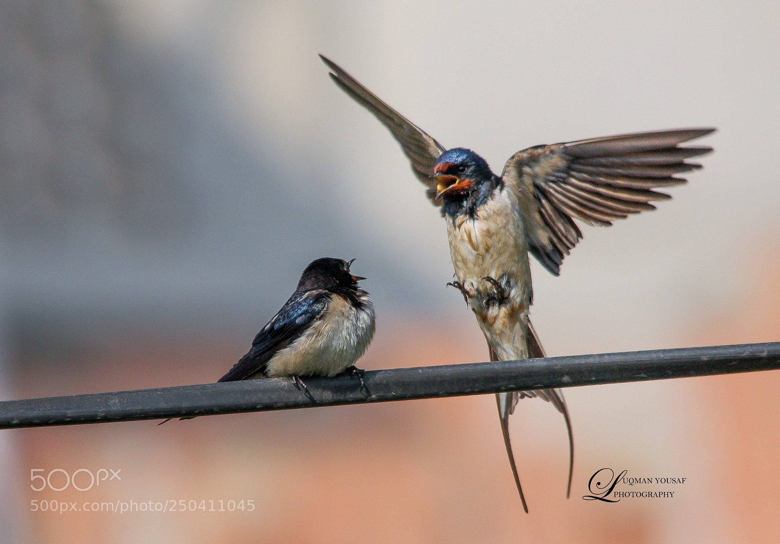 Canon EOS 40D sample photo. Swallow photography